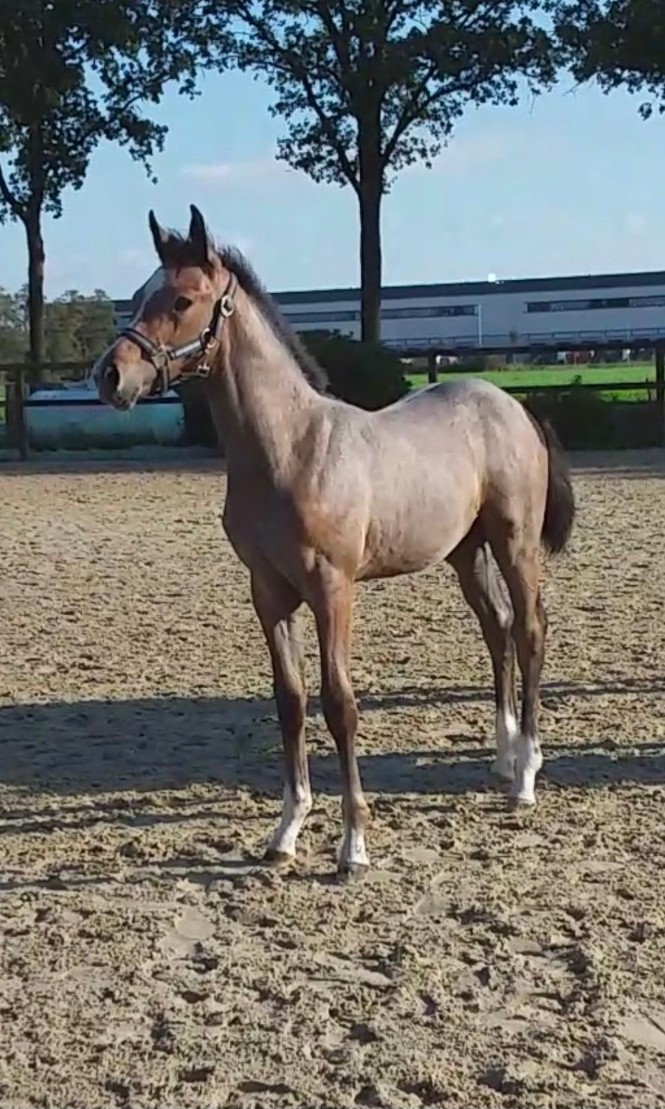 Dreamer Z, veulen van Don't touch tiji hero x caracas