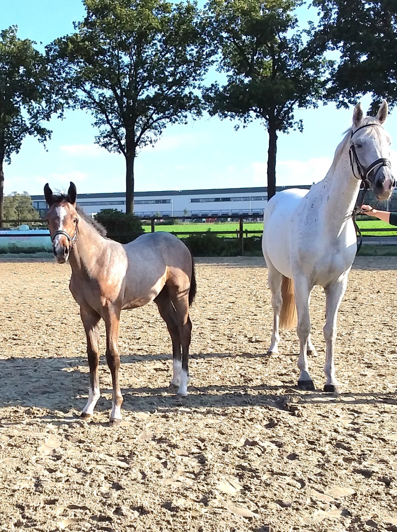 zangersheide springpaard hengst 0 歳 schimmel 売り出し中 - 写真 3