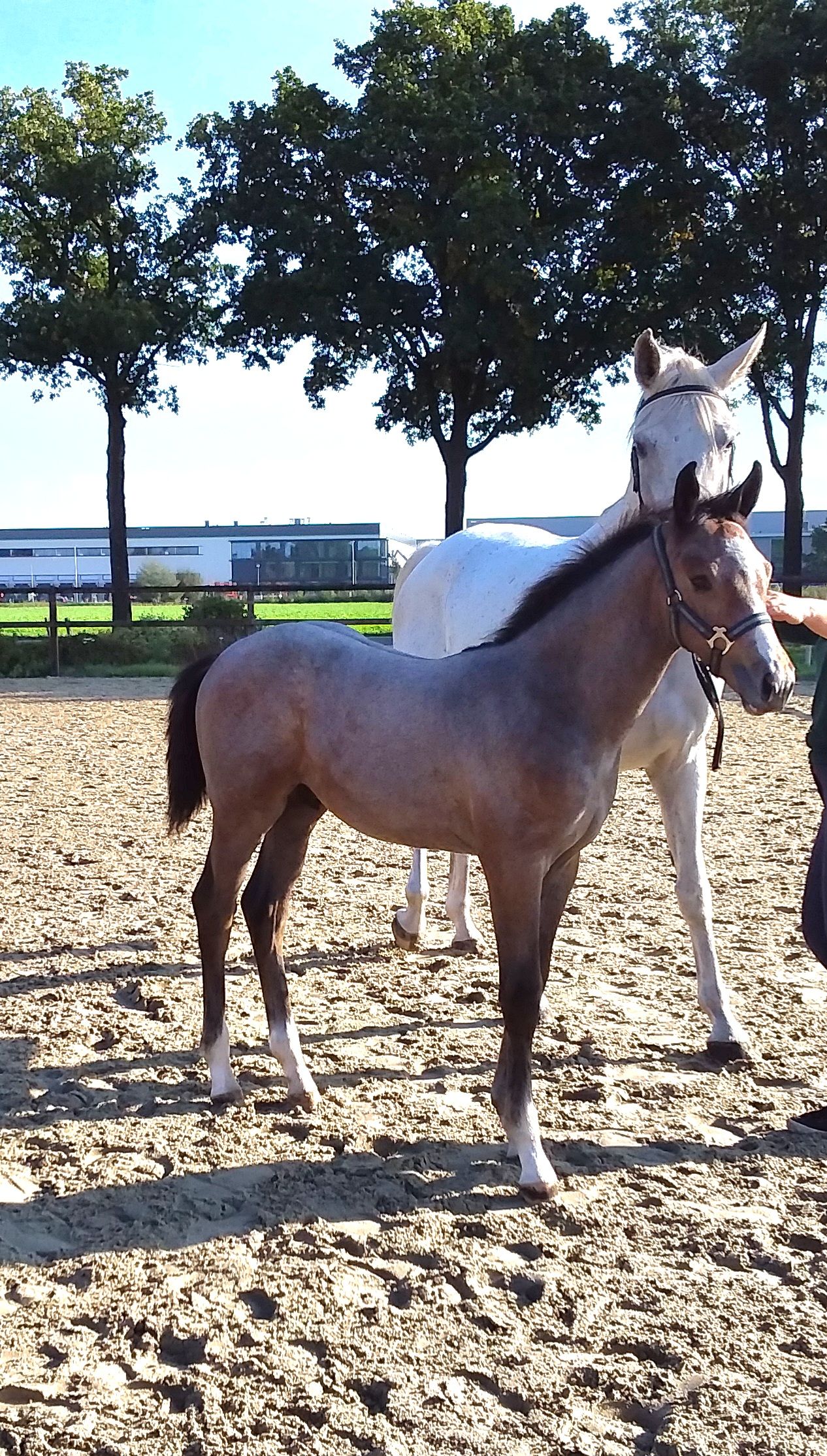 zangersheide springpaard hengst 0 歳 schimmel 売り出し中 - 写真 2