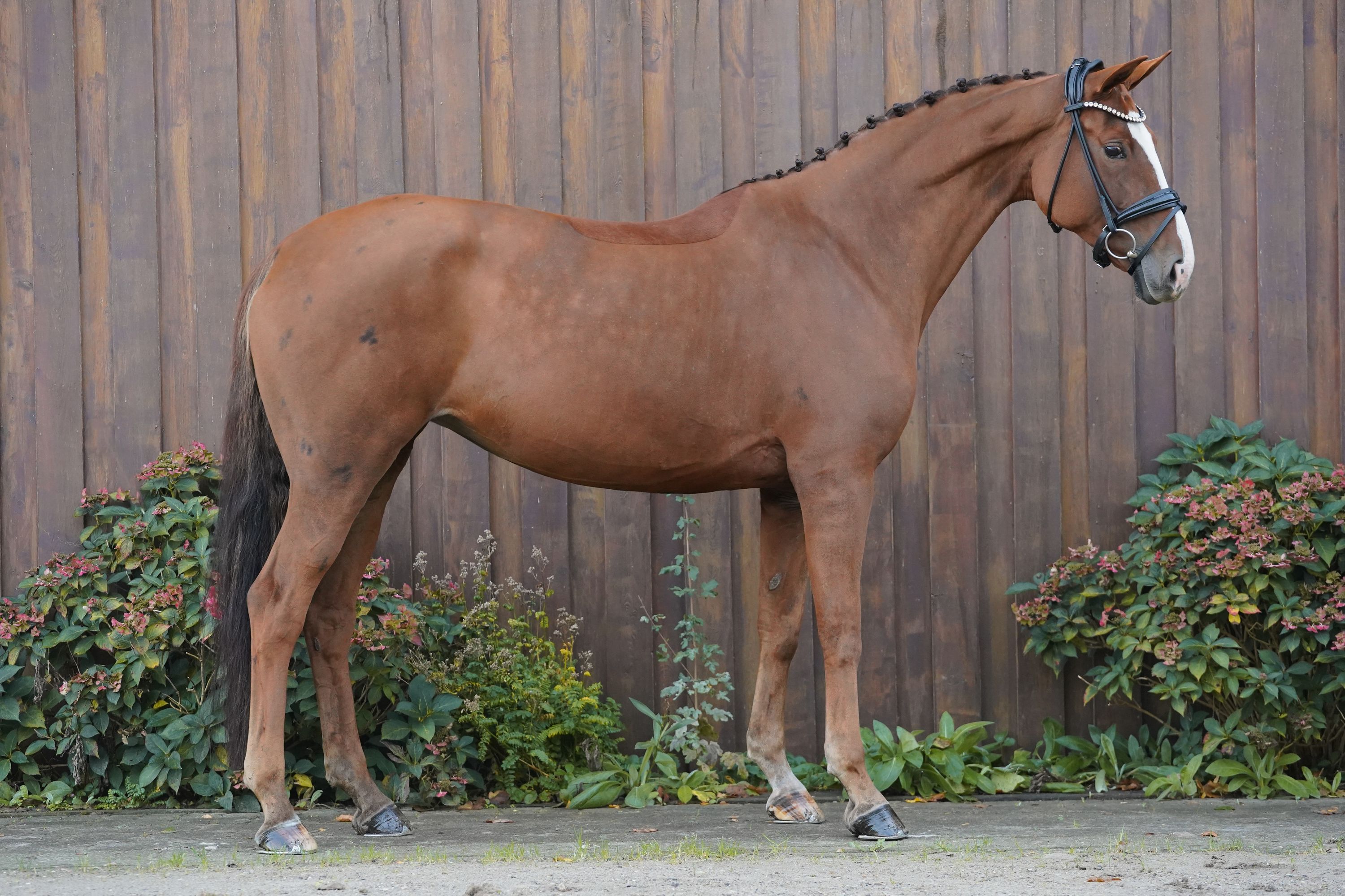 Talented eight-year-old mare for advanced sport and leisure