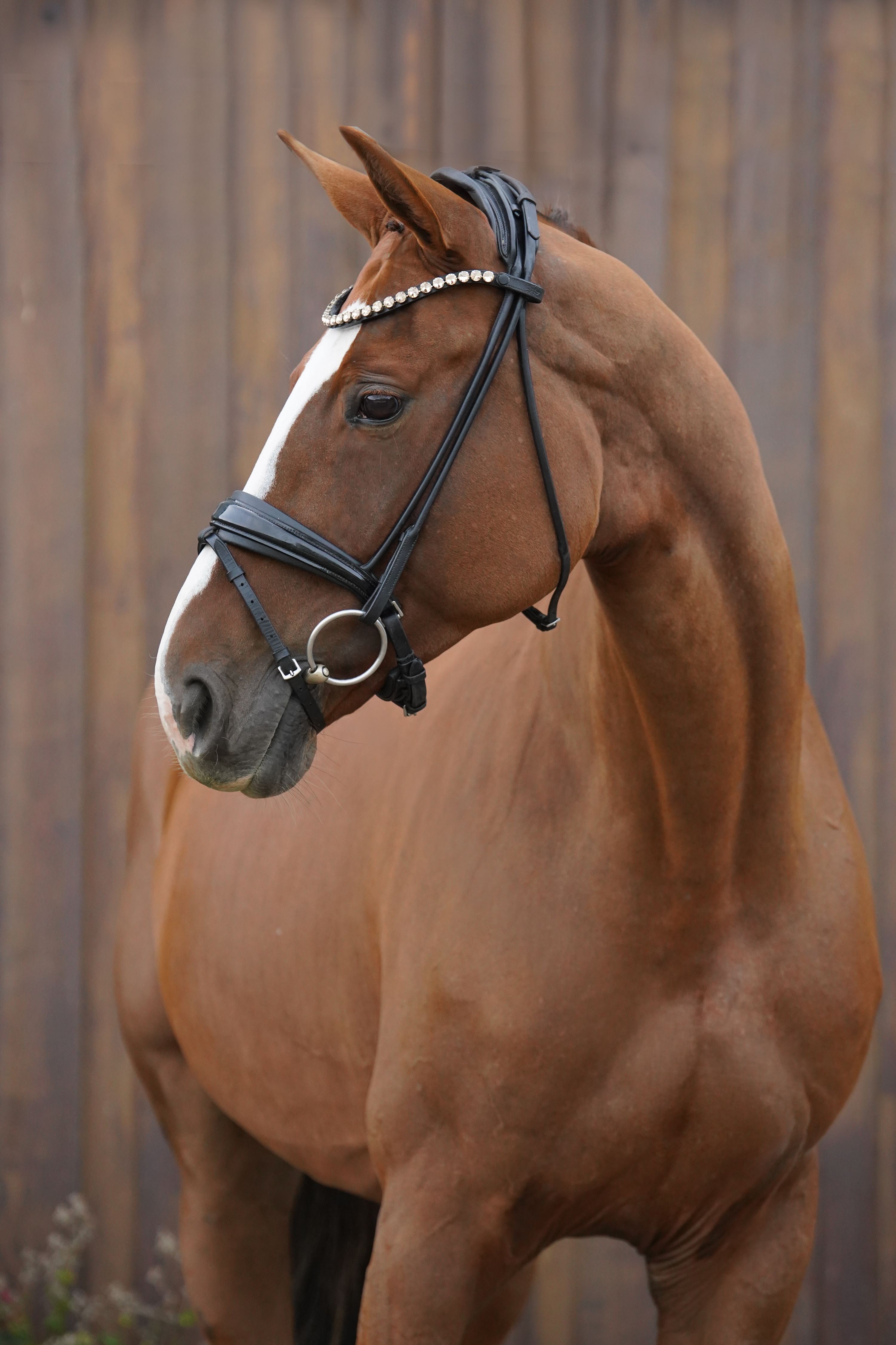 hanovarian dressuurpaard merrie 8 years old vos for sale - Photo 2