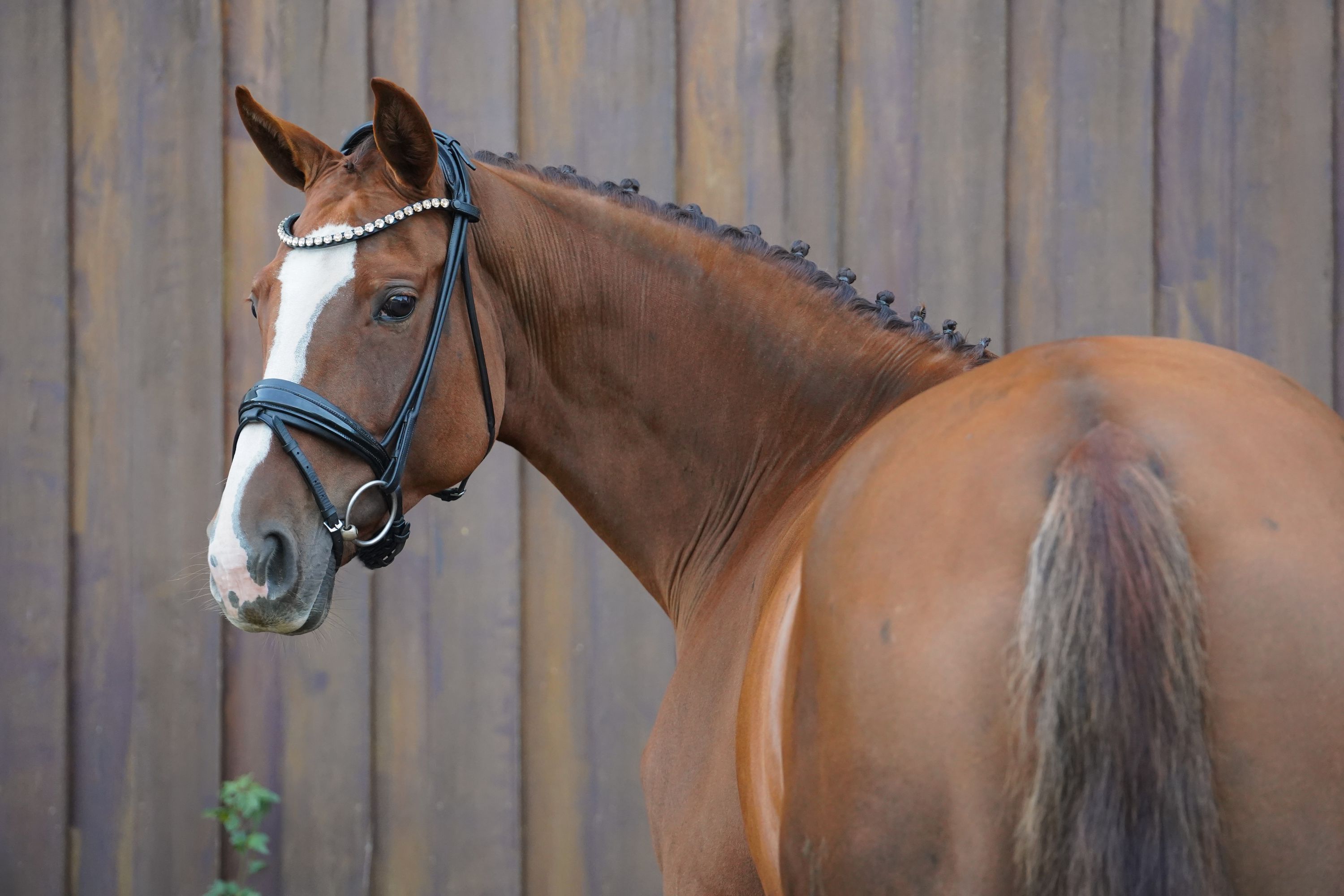 hanovarian dressuurpaard merrie 8 years old vos for sale - Photo 3