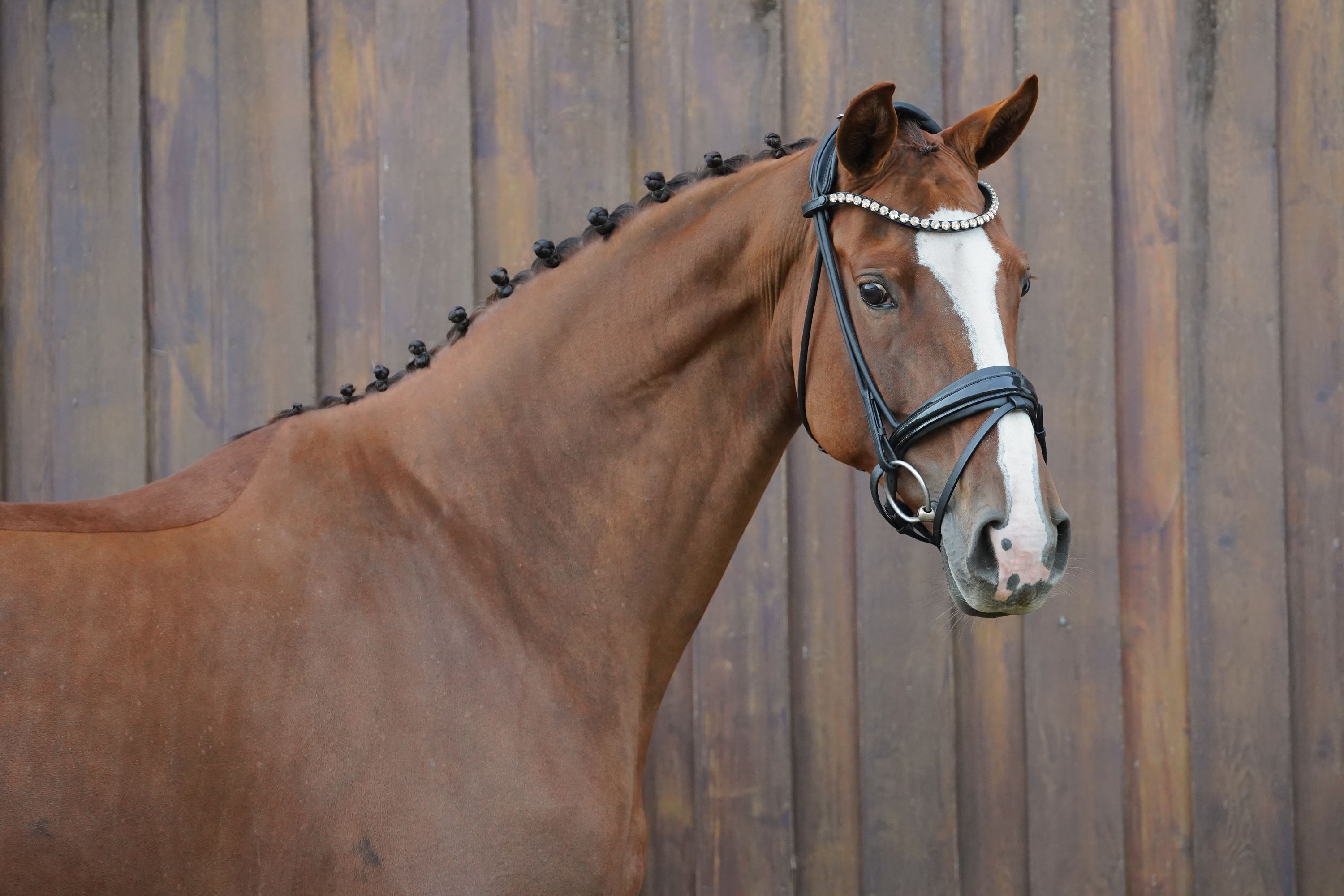hanovarian dressuurpaard merrie 8 years old vos for sale - Photo 4