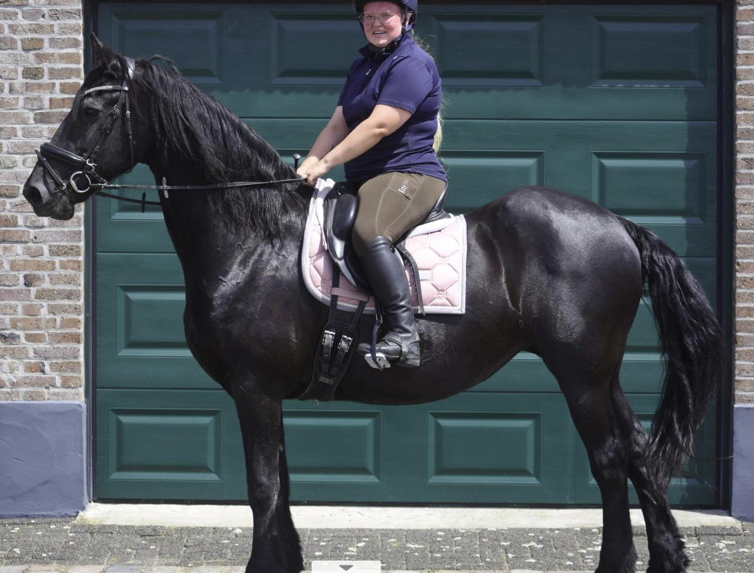 Super sweet, older, well-behaved Friesian mare