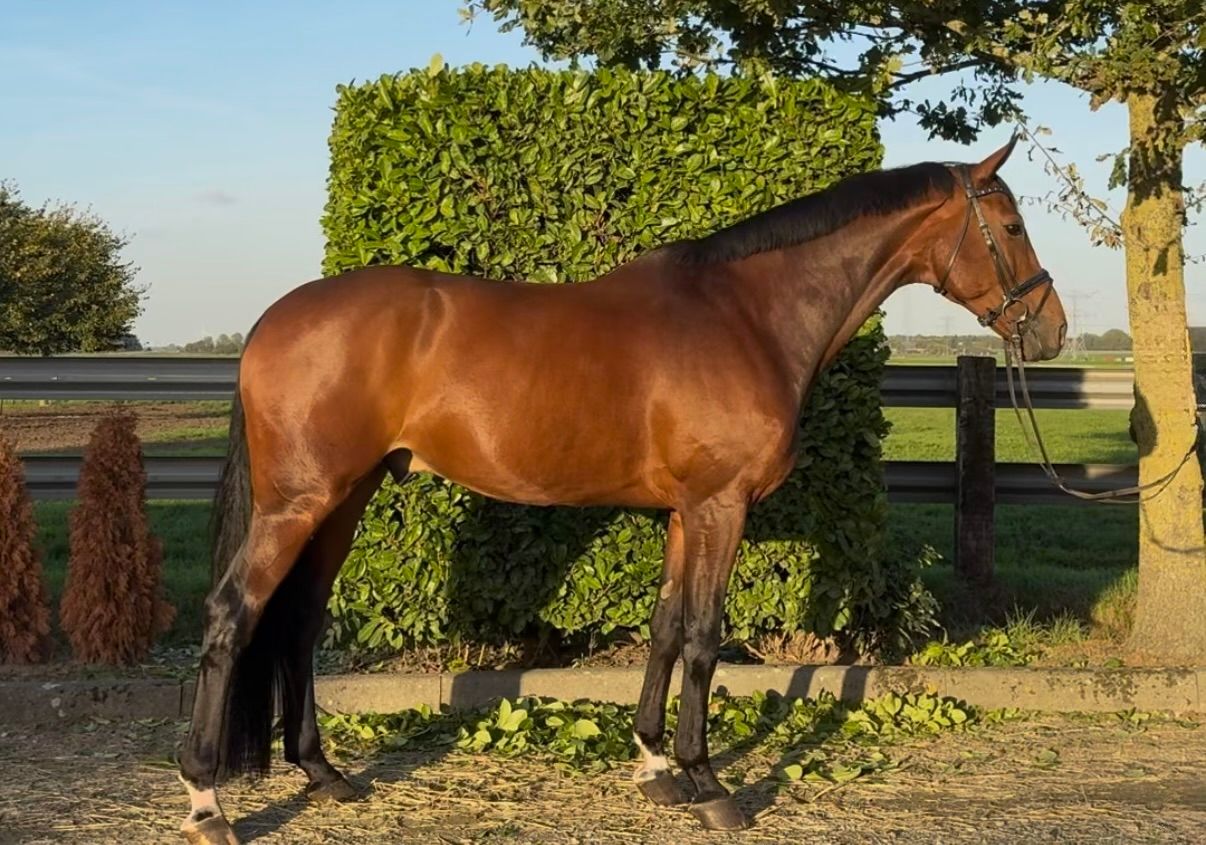 ⭐️Wunderschöner Wallach!⭐️-171m-⭐️-2019-⭐️