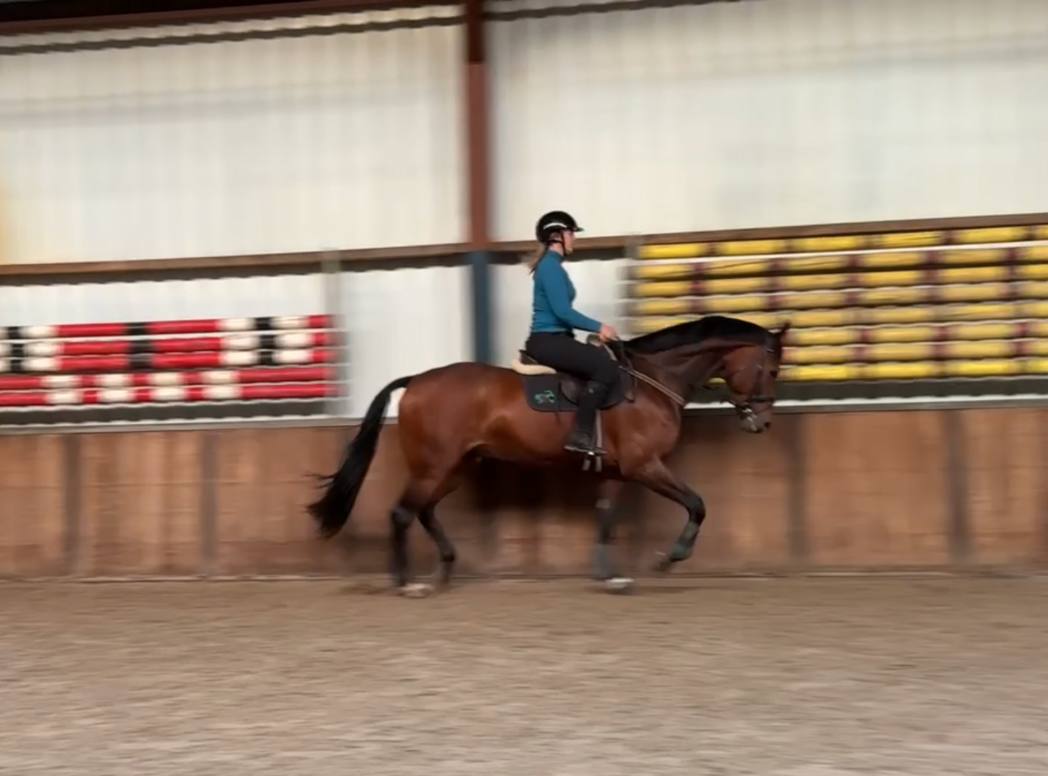 kwpn dressuurpaard ruin 7 Jahre alt bruin zu verkaufen - Foto 3