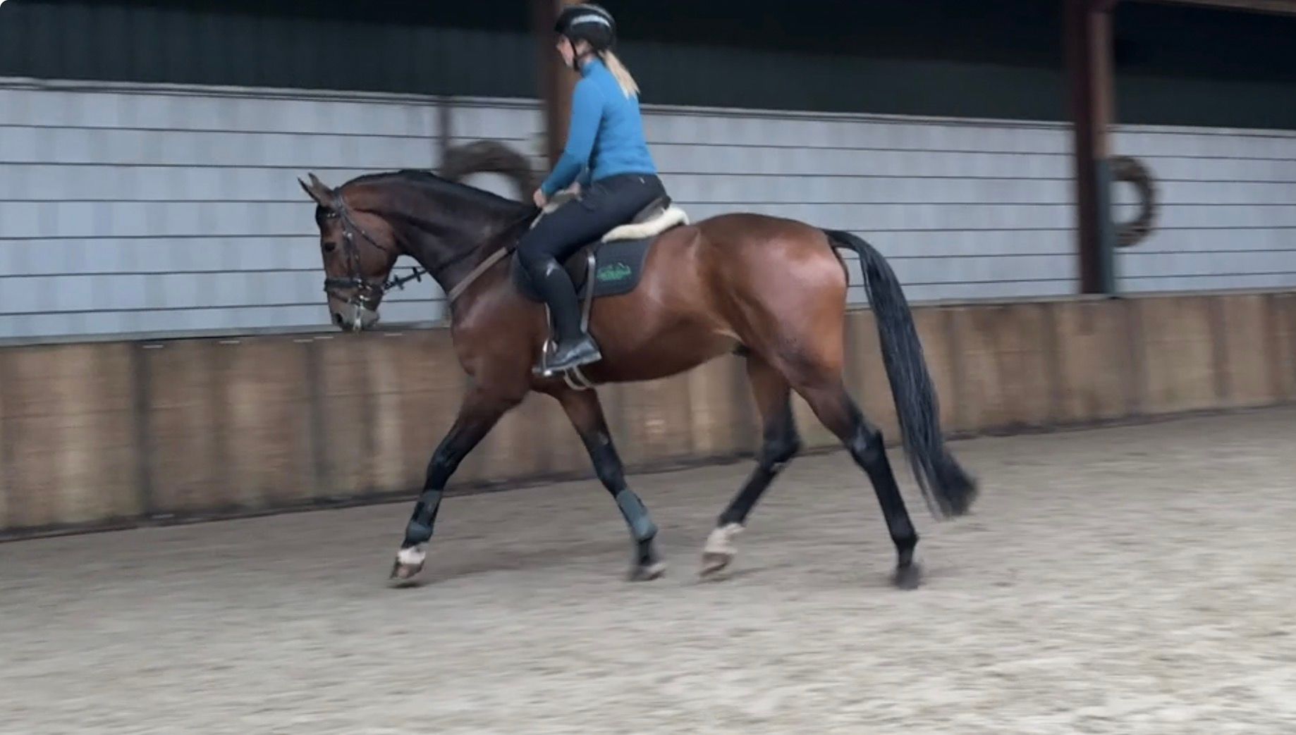 kwpn dressuurpaard ruin 7 Jahre alt bruin zu verkaufen - Foto 5