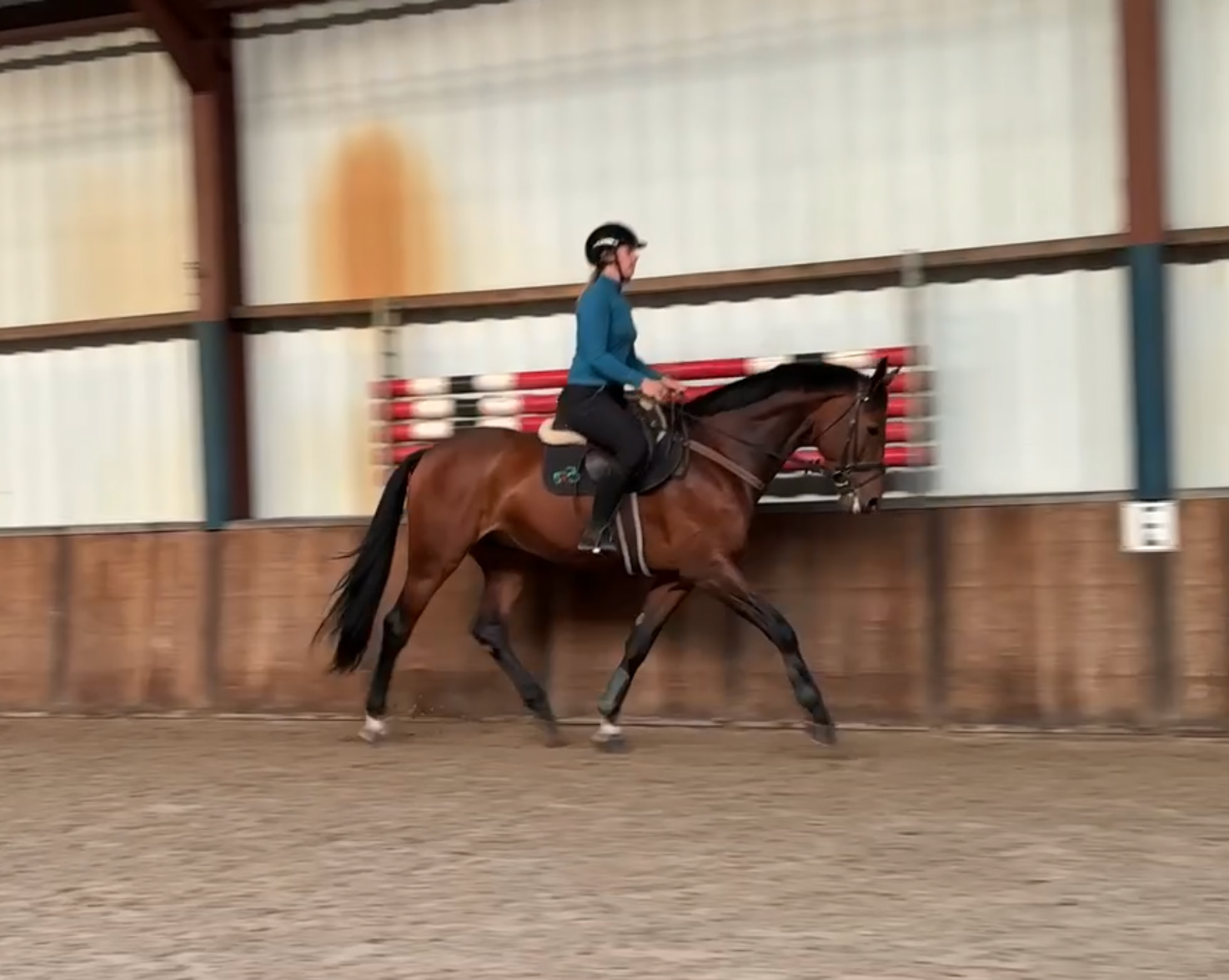 kwpn dressuurpaard ruin 7 Jahre alt bruin zu verkaufen - Foto 4
