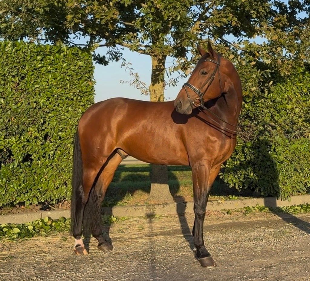kwpn dressuurpaard ruin 7 Jahre alt bruin zu verkaufen - Foto 2