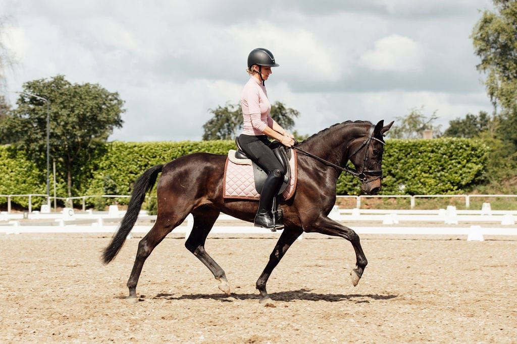 kwpn dressuurpony merrie 8 år zwart till salu - Foto 2