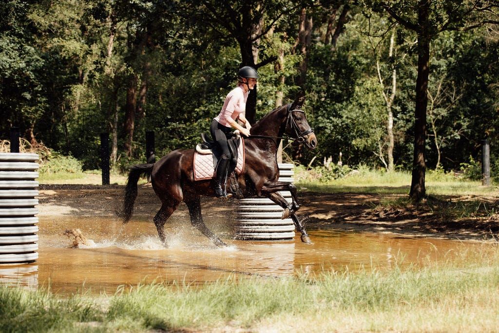 kwpn dressuurpony merrie 8 år zwart till salu - Foto 6