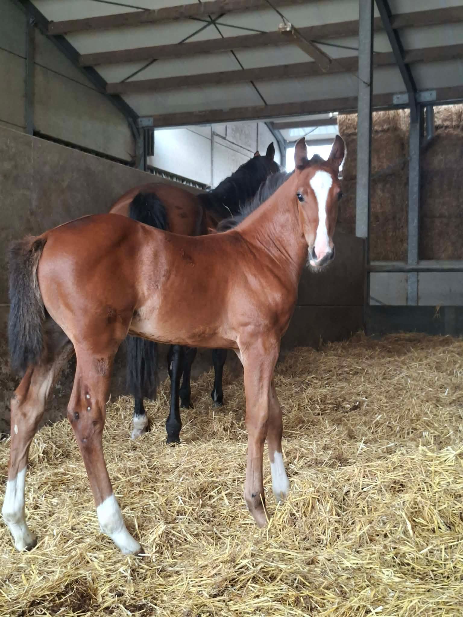 foal for sale