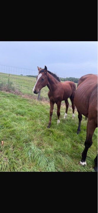 selle-francais springpaard hengst 0 years old bruin for sale - Photo 3