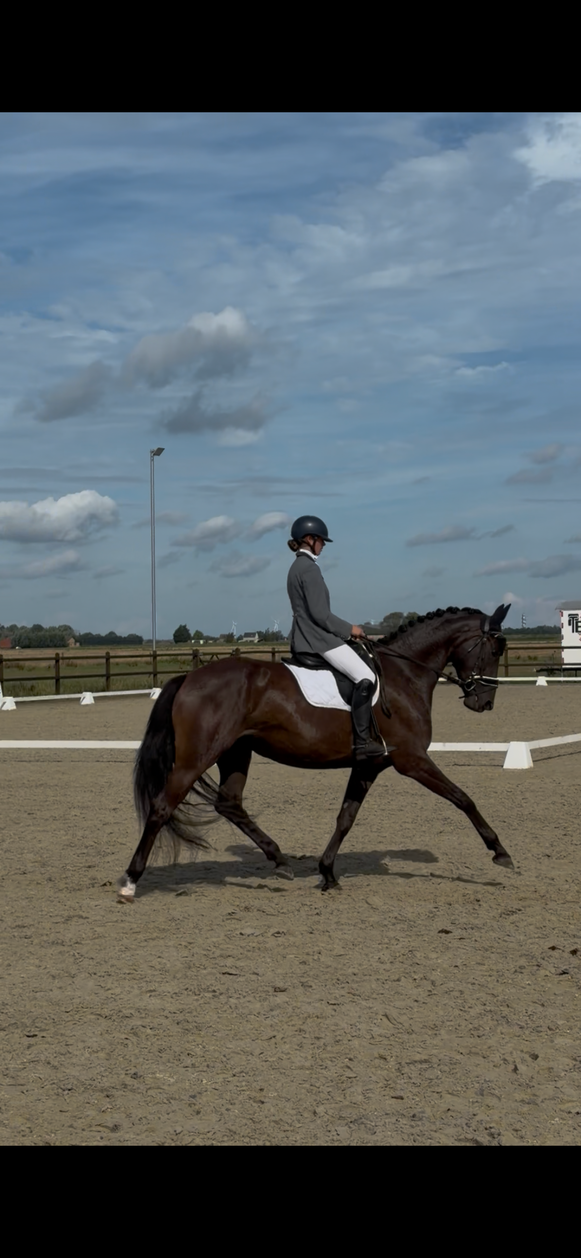 kwpn dressuurpaard merrie 5 år donkerbruin till salu - Foto 6
