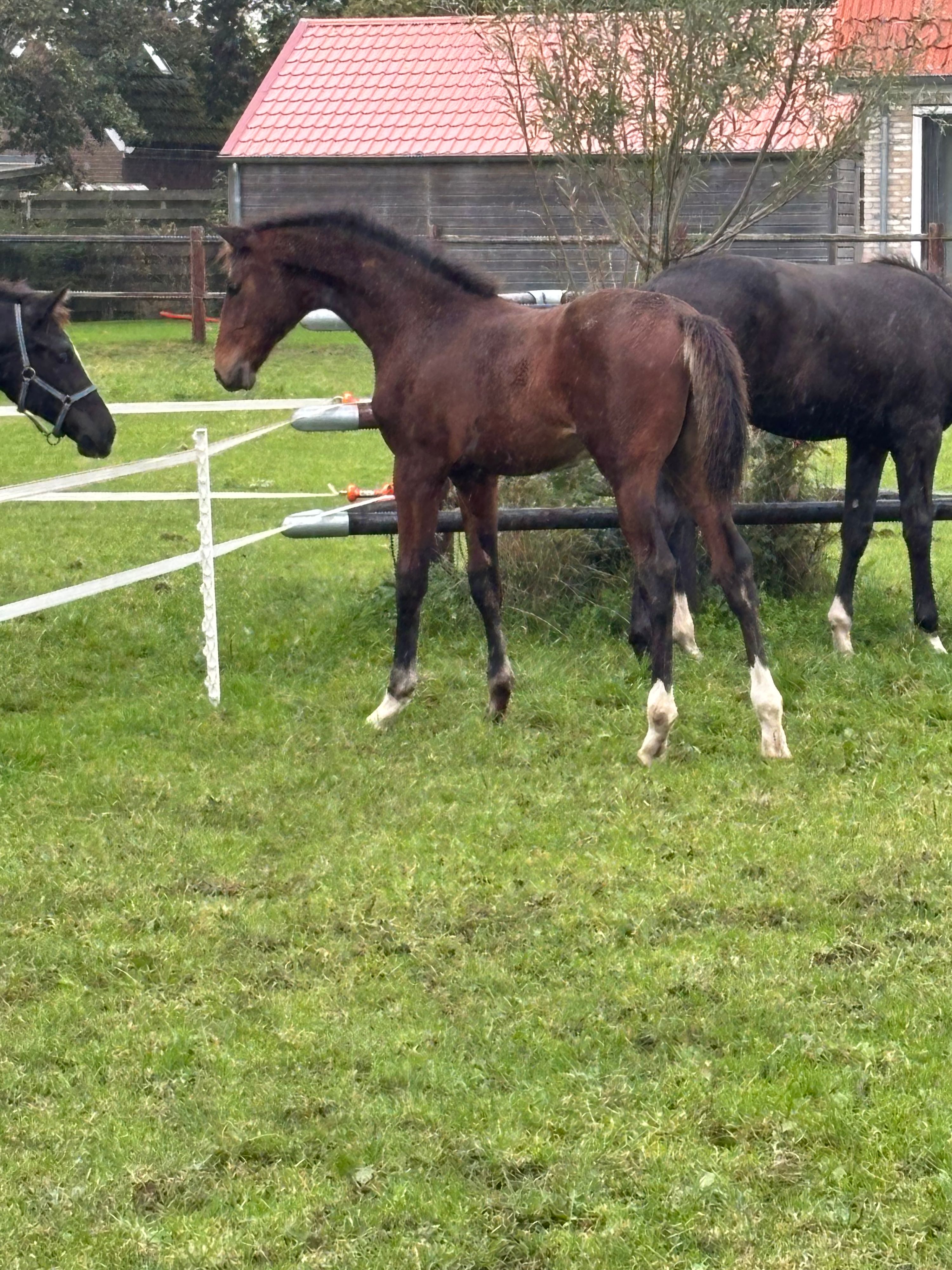 kwpn dressuurpaard hengst 0 år donkerbruin till salu - Foto 5