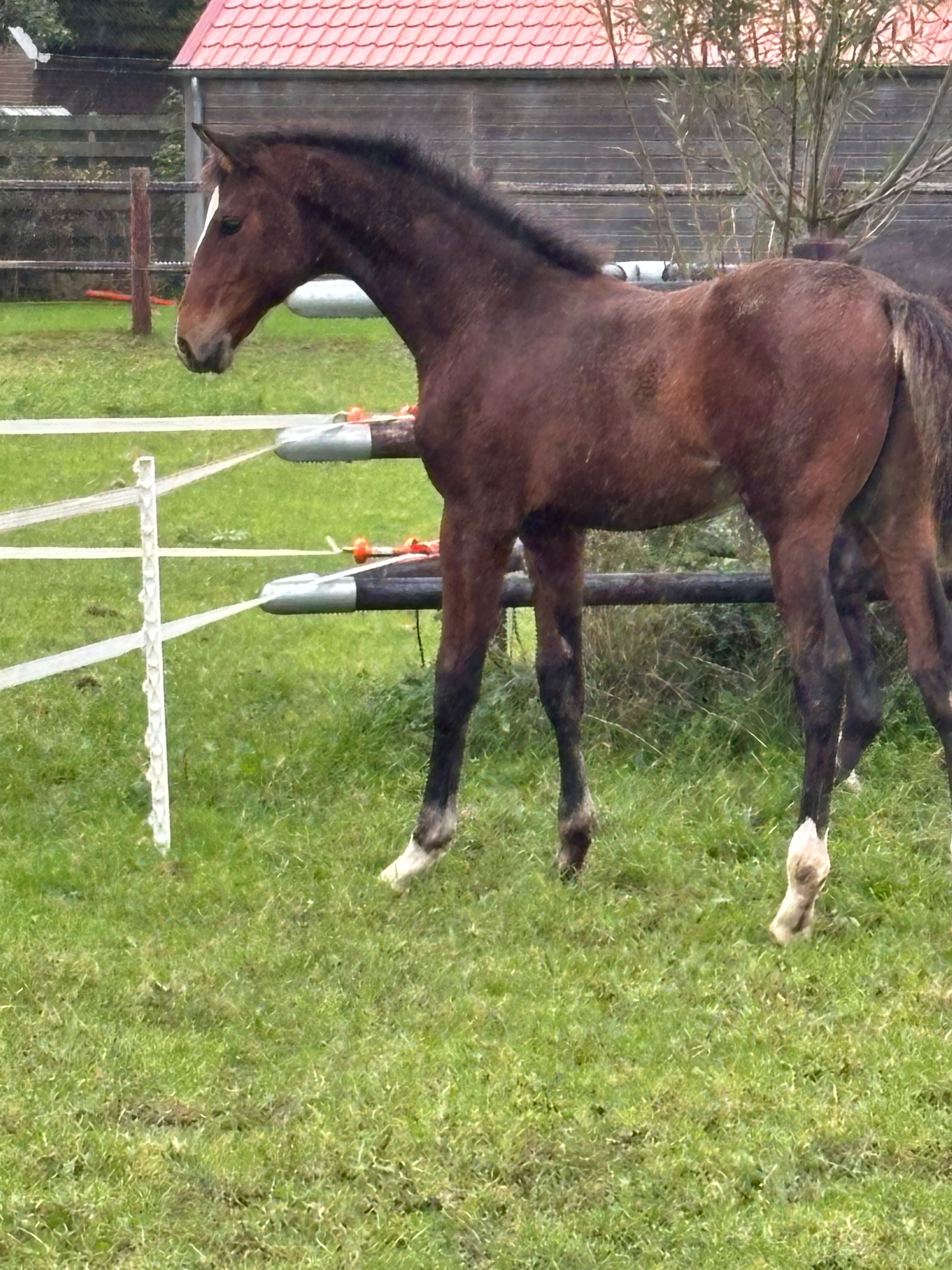 kwpn dressuurpaard hengst 0 år donkerbruin till salu - Foto 6