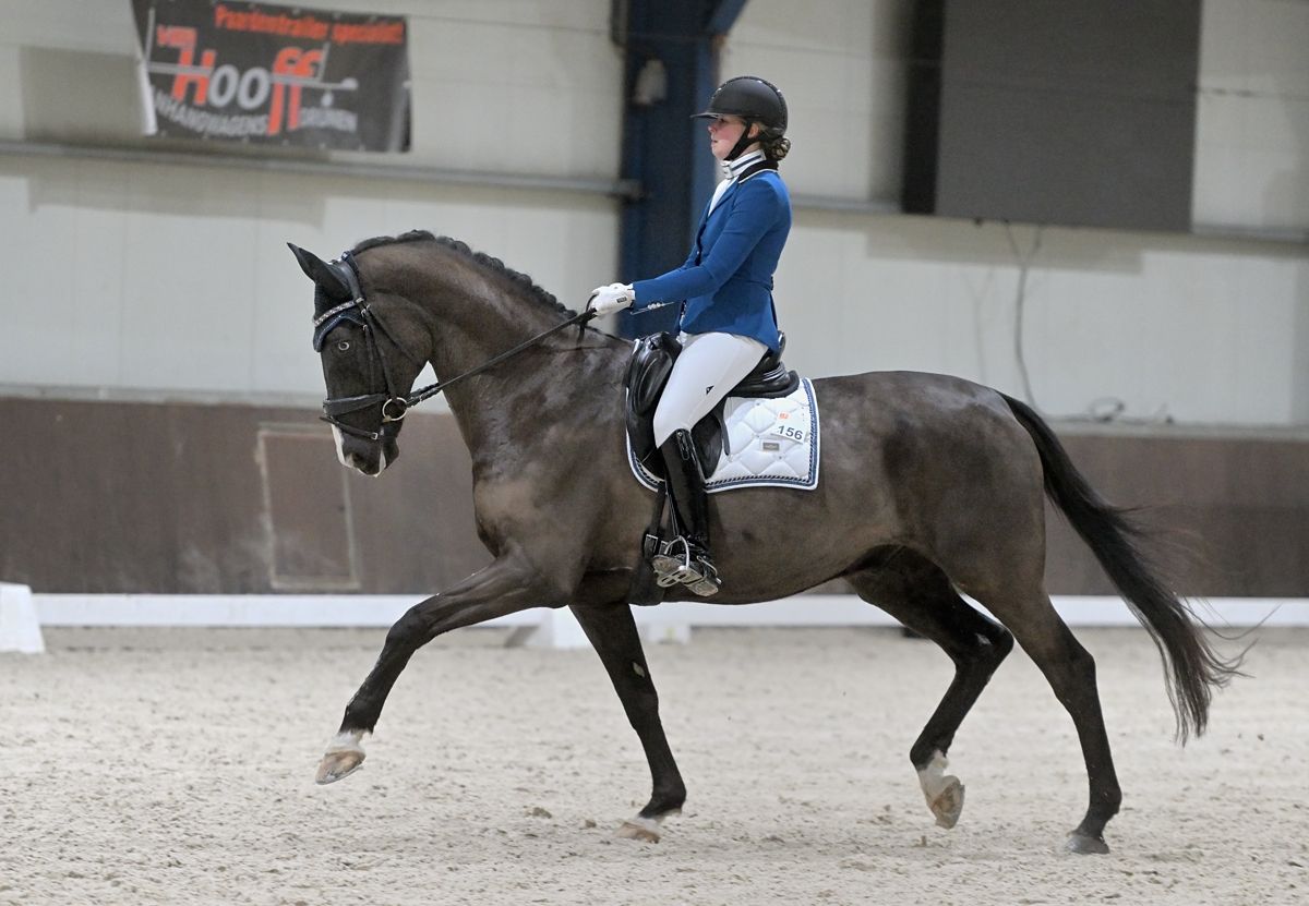 kwpn recreatie-paard ruin 16 years old donkerbruin for sale - Photo 2