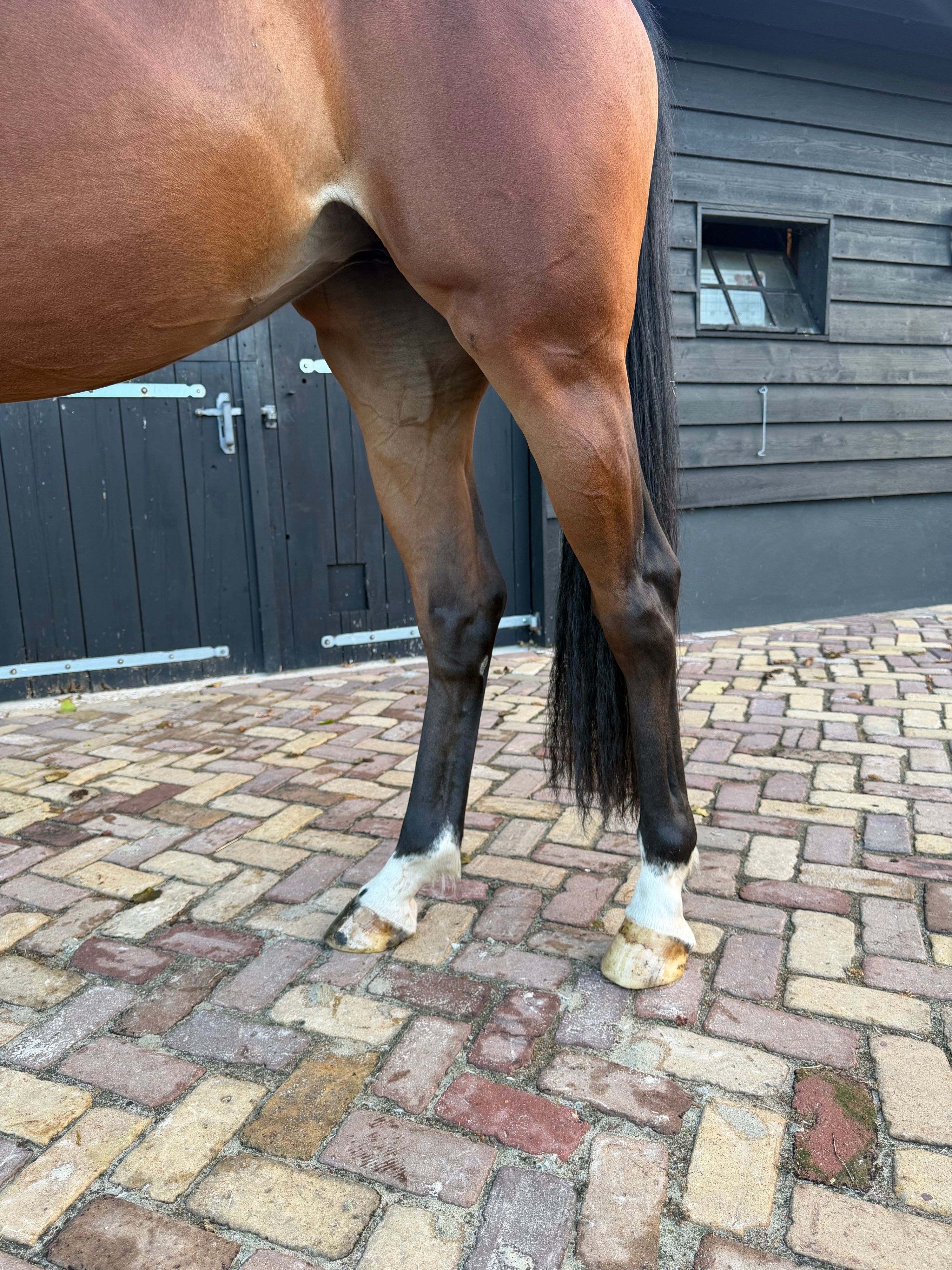 kwpn springpaard merrie 4 år bruin till salu - Foto 3
