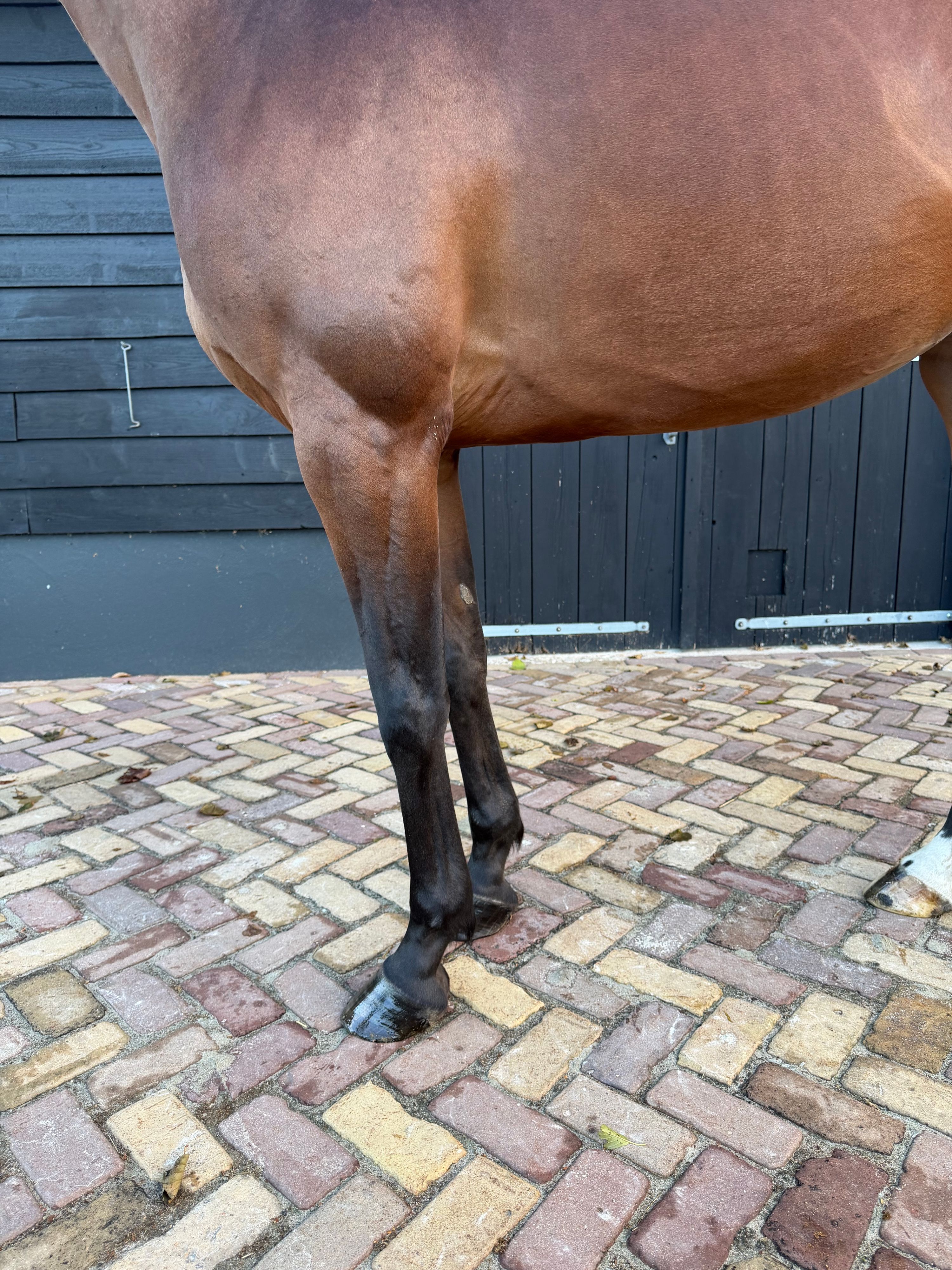kwpn springpaard merrie 4 år bruin till salu - Foto 4