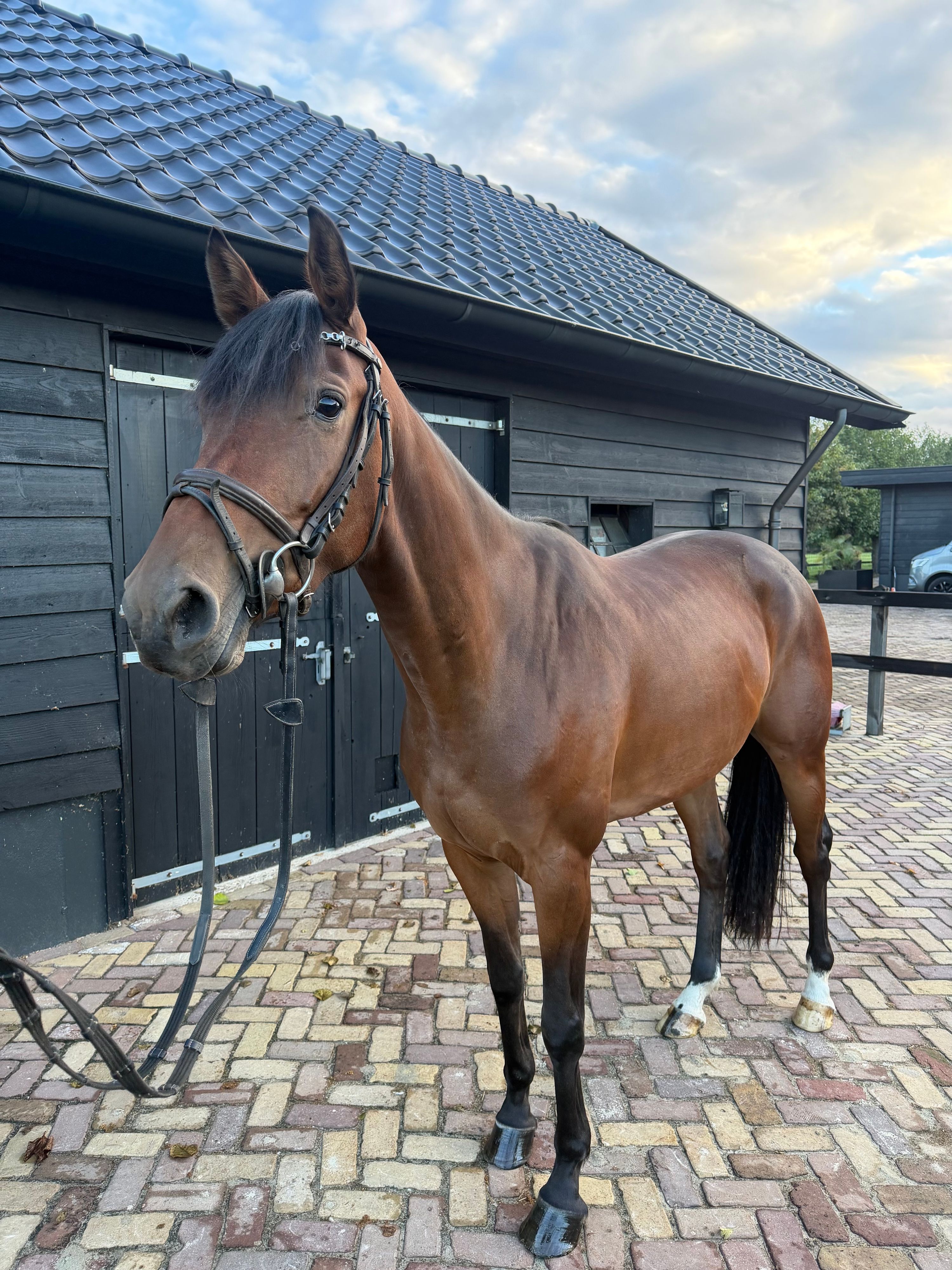 kwpn springpaard merrie 4 år bruin till salu - Foto 2