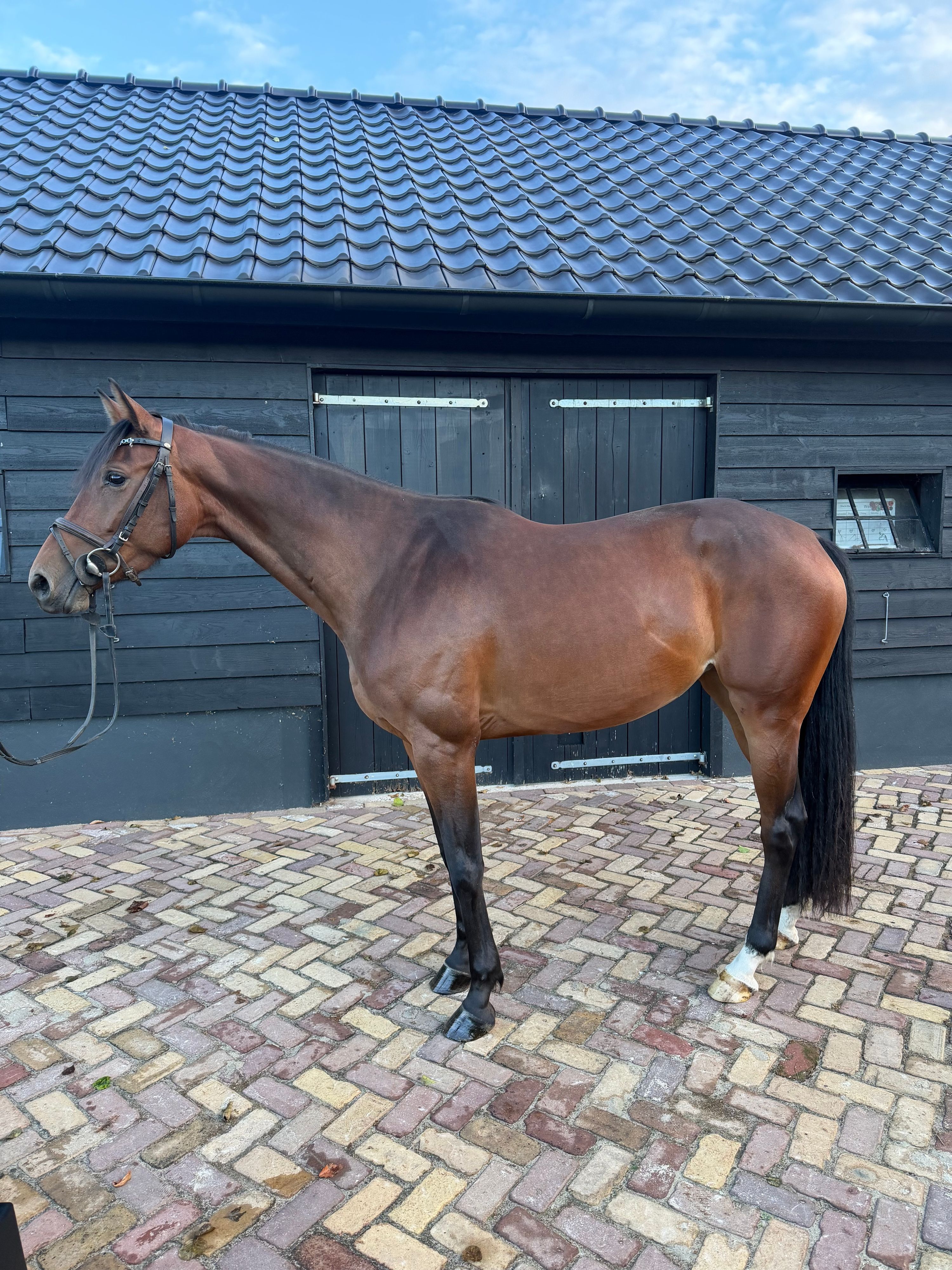 kwpn springpaard merrie 4 år bruin till salu - Foto 5