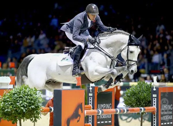 kwpn springpaard merrie 4 år bruin till salu - Foto 6