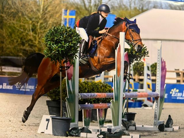 franse-pony springpony merrie 12 år bruin till salu - Foto 2