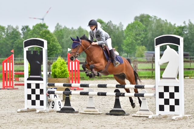 franse-pony springpony merrie 12 år bruin till salu - Foto 4