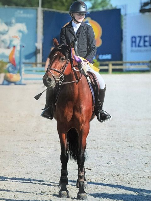 franse-pony springpony merrie 12 år bruin till salu - Foto 6