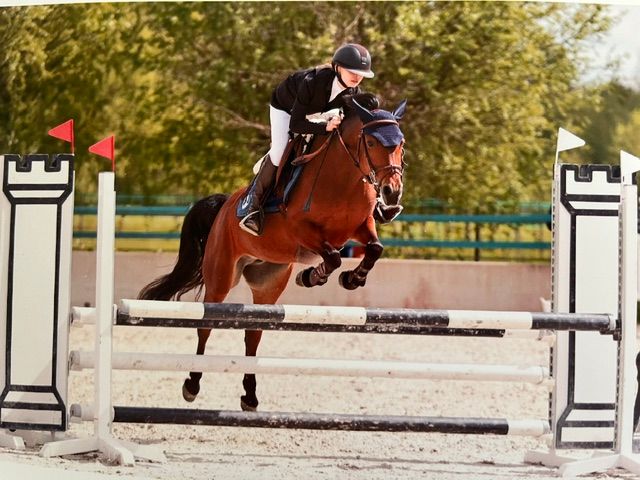 franse-pony springpony merrie 12 år bruin till salu - Foto 3