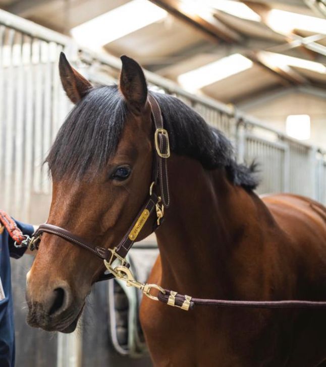 franse-pony springpony merrie 12 år bruin till salu - Foto 5