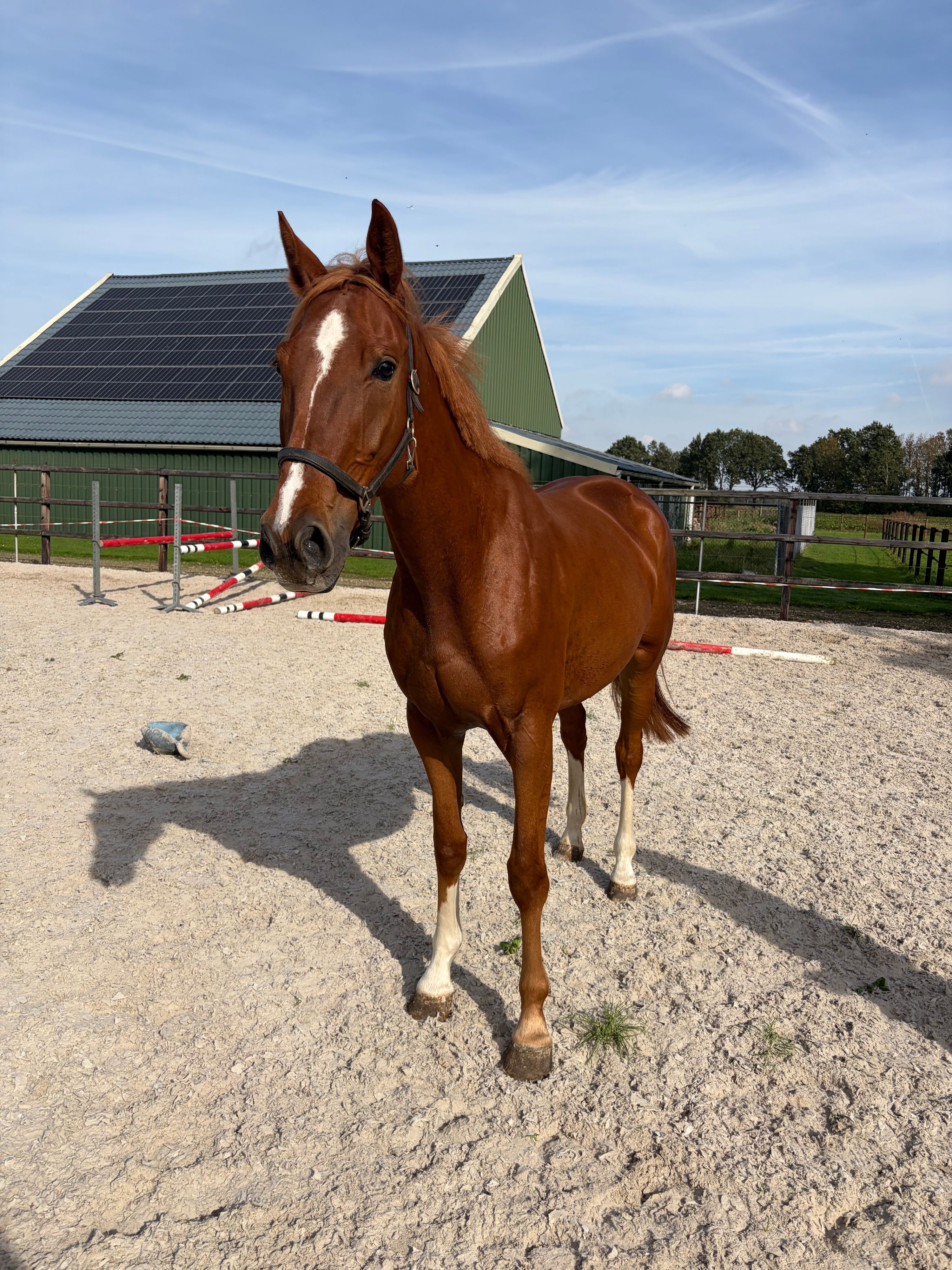 kwpn springpaard ruin 4 vuotta vos myytävänä - Kuva 2