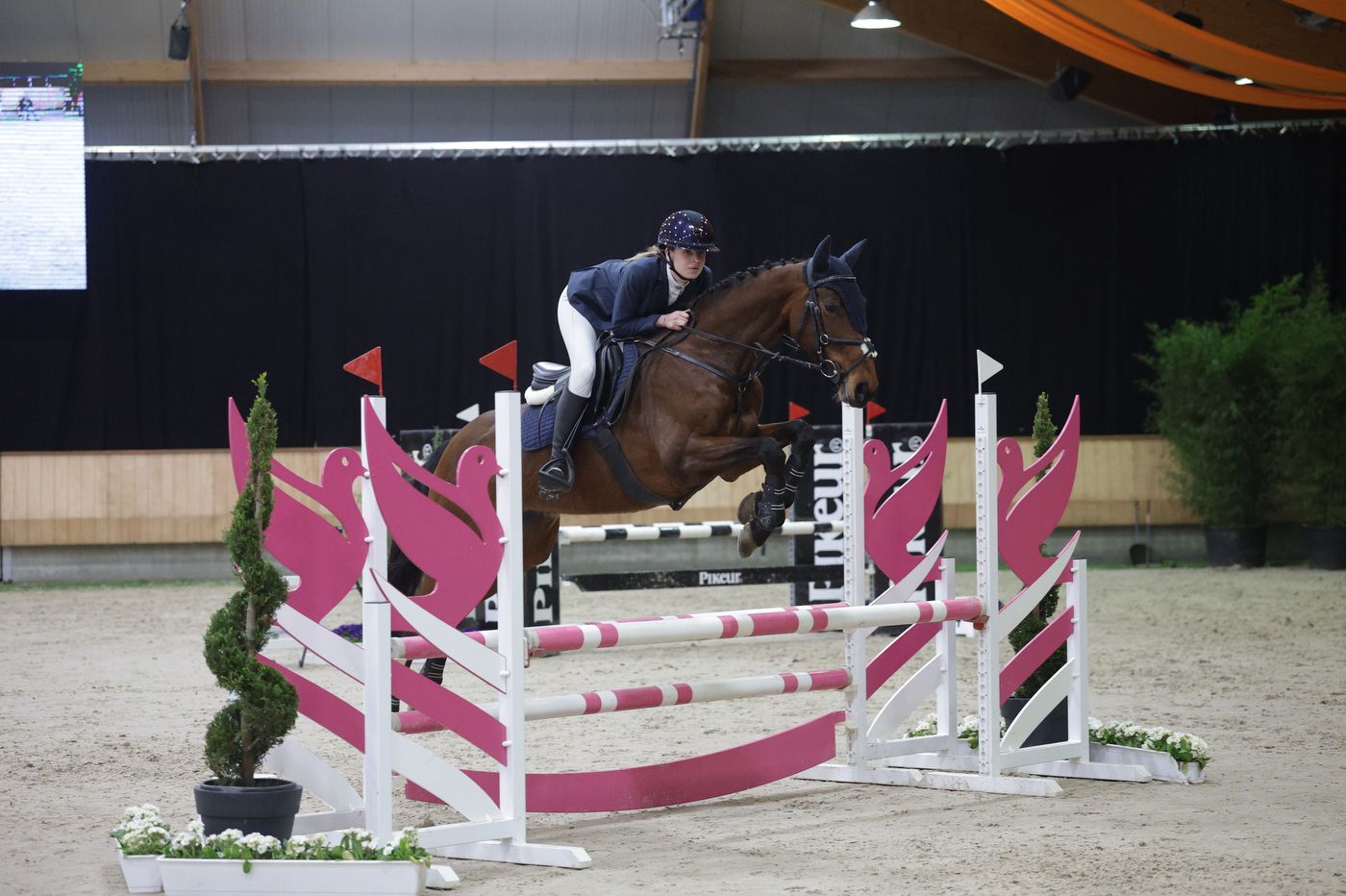 kwpn allround-pony merrie 9 years old bruin for sale - Photo 2