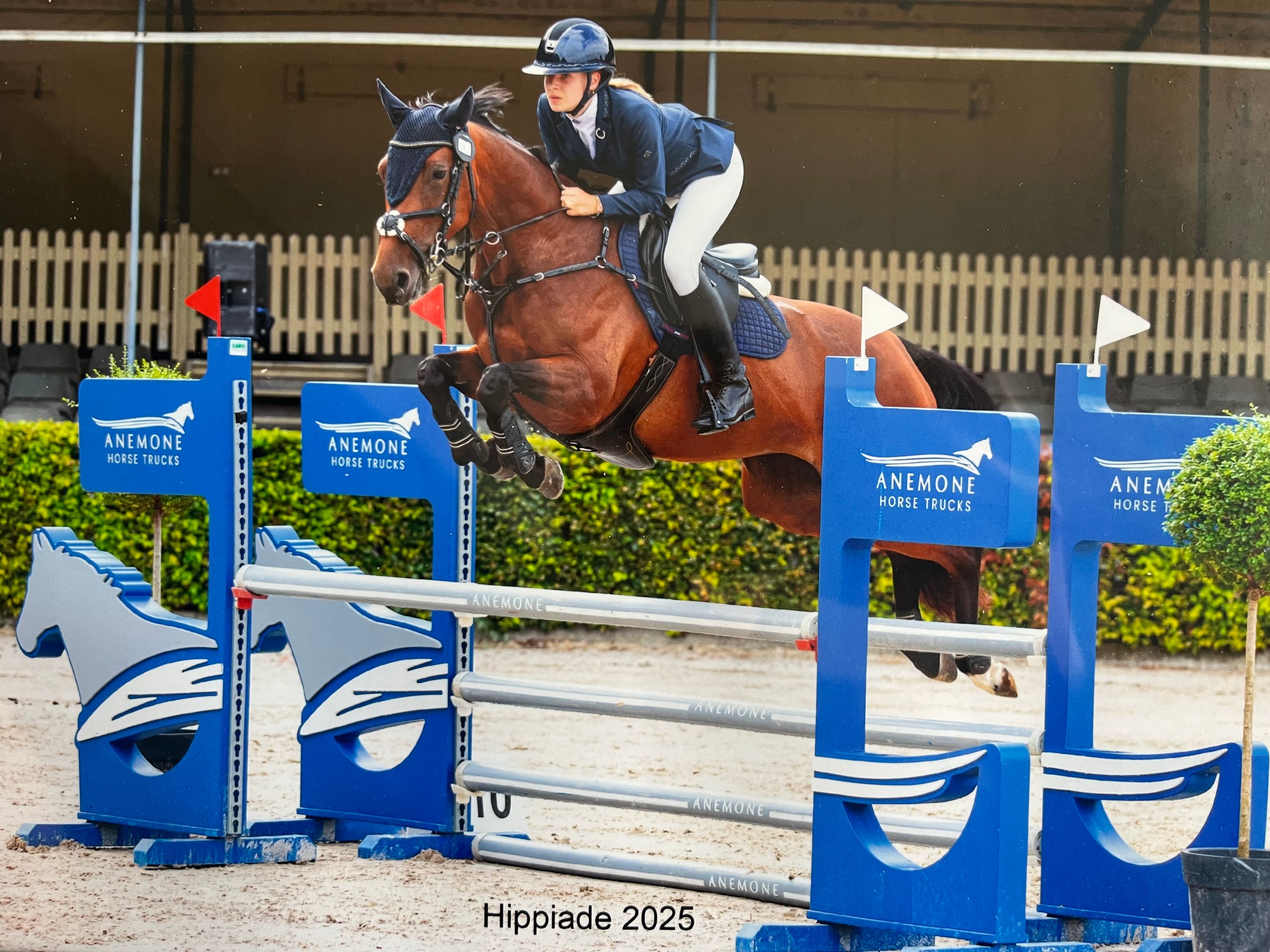 kwpn allround-pony merrie 9 years old bruin for sale - Photo 3