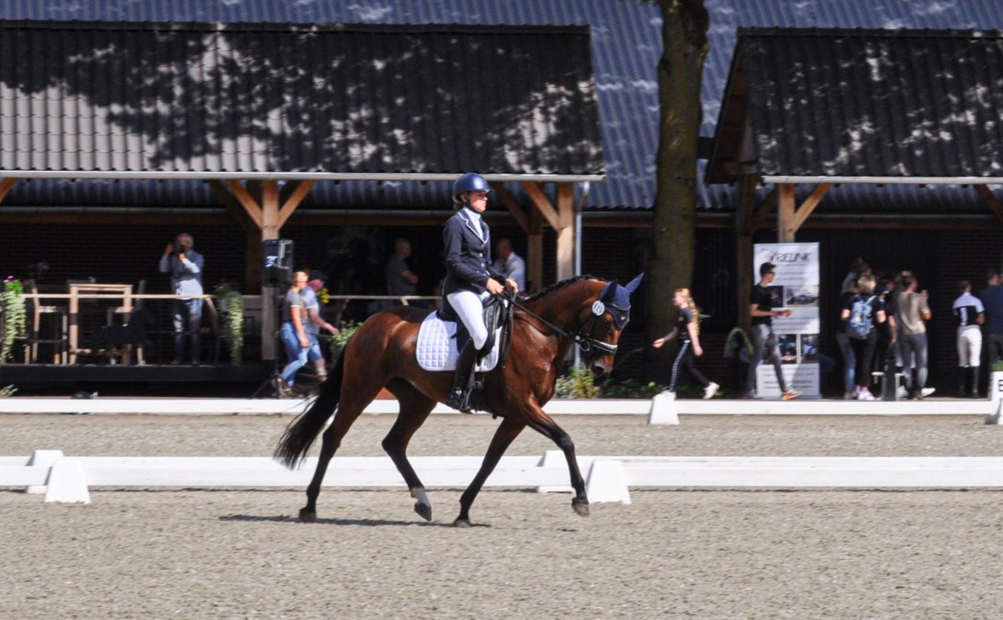 kwpn allround-pony merrie 9 years old bruin for sale - Photo 4