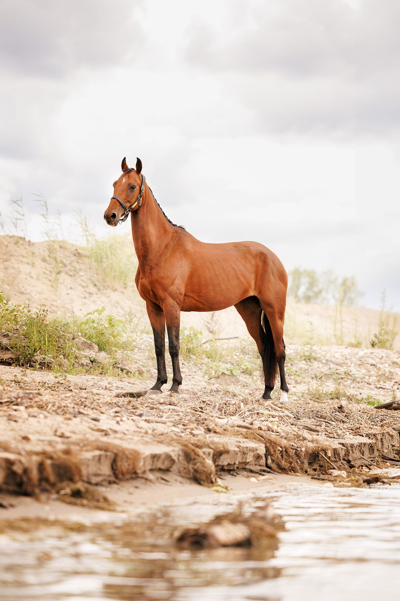 kwpn allround-pony merrie 9 years old bruin for sale - Photo 6