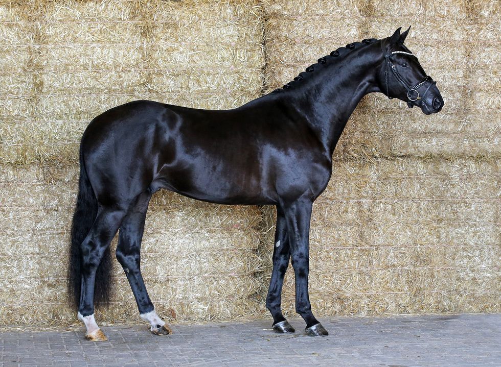 kwpn dressuurpaard merrie 8 anos zwart à venda - Foto 2