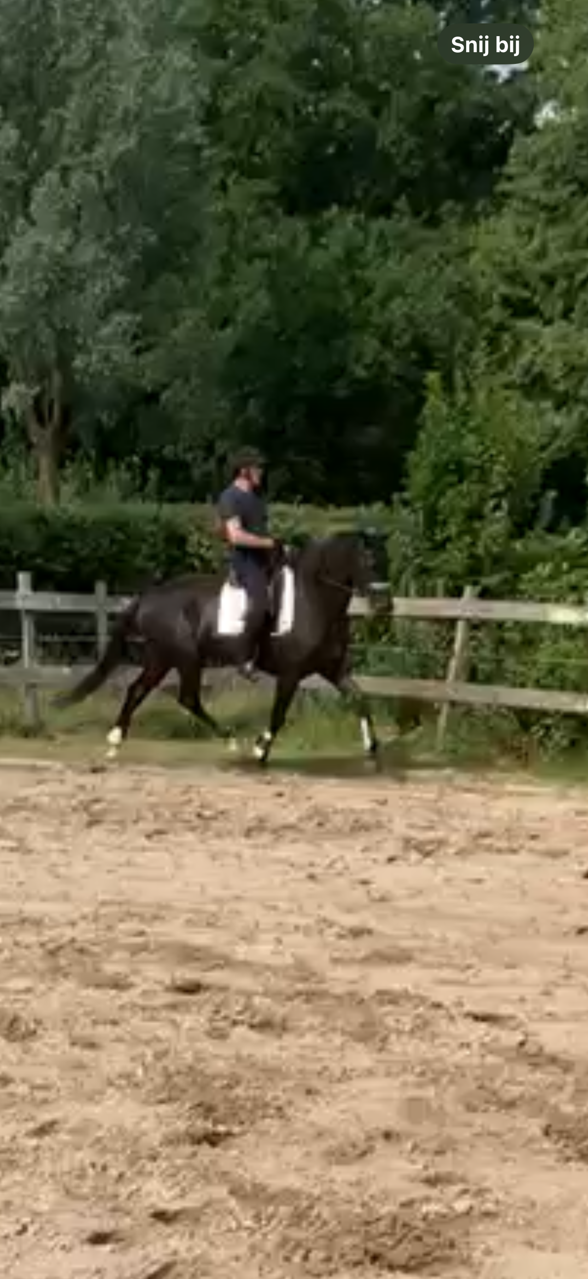 kwpn dressuurpaard merrie 8 anos zwart à venda - Foto 3