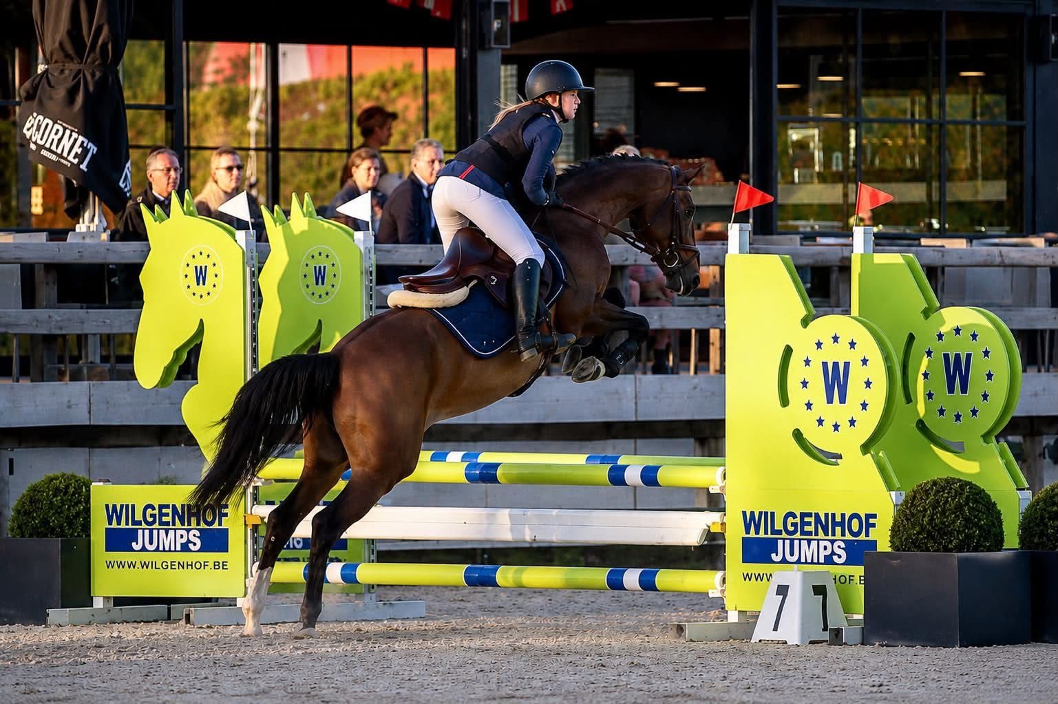 nrps allrounder merrie 10 anos donkerbruin à venda - Foto 2