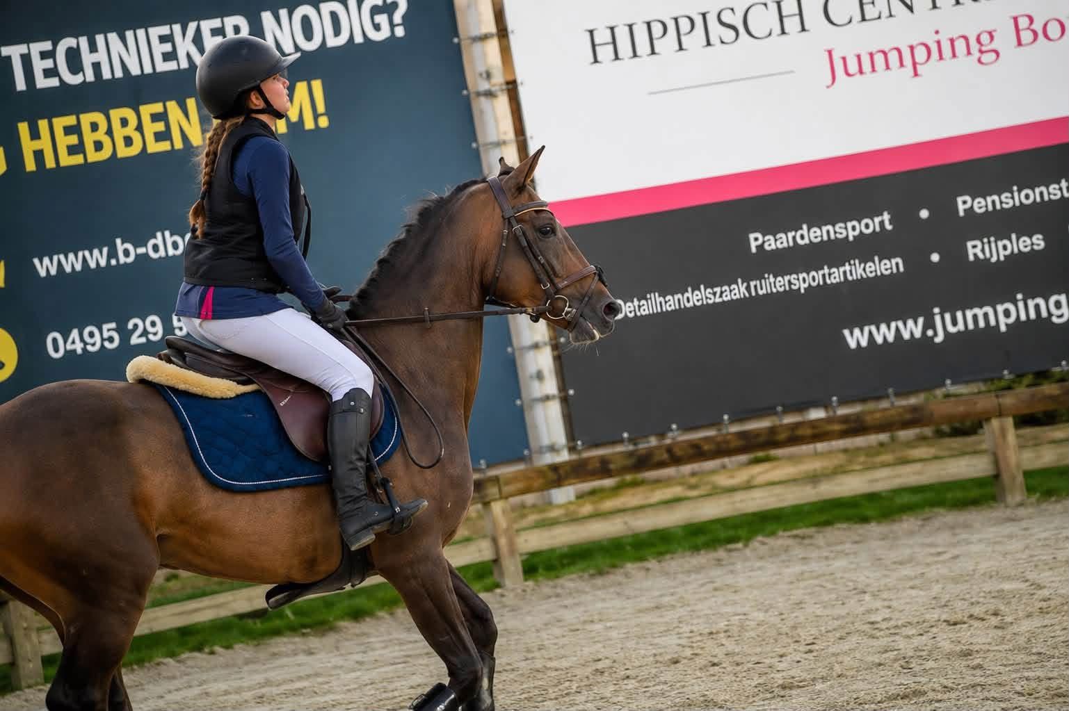 nrps allrounder merrie 10 anos donkerbruin à venda - Foto 6