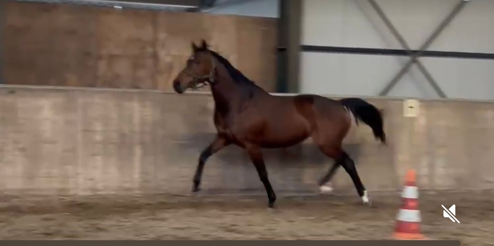kwpn allrounder merrie 15 anni donkerbruin in vendita - Foto 3