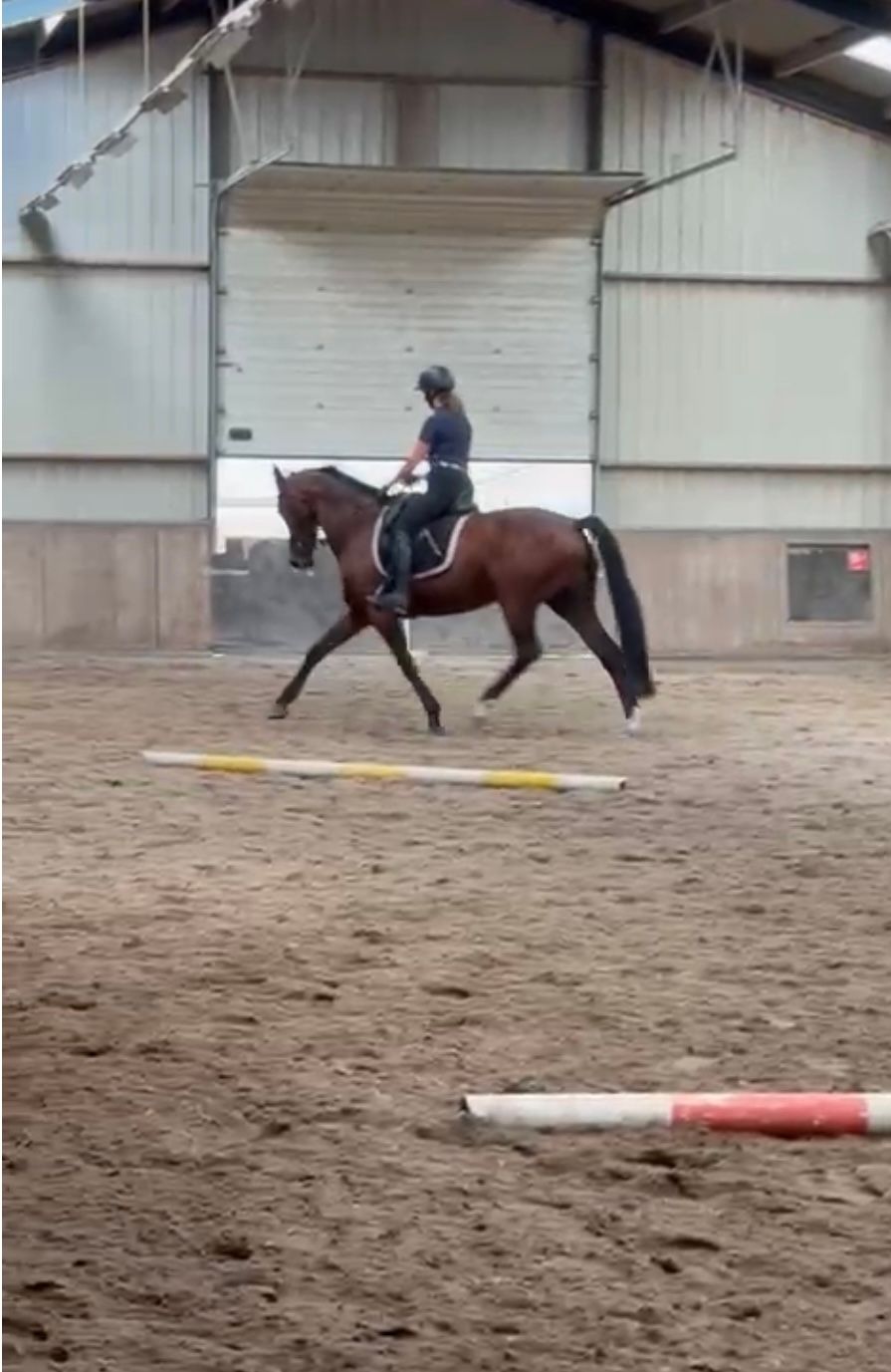kwpn allrounder merrie 15 anni donkerbruin in vendita - Foto 4