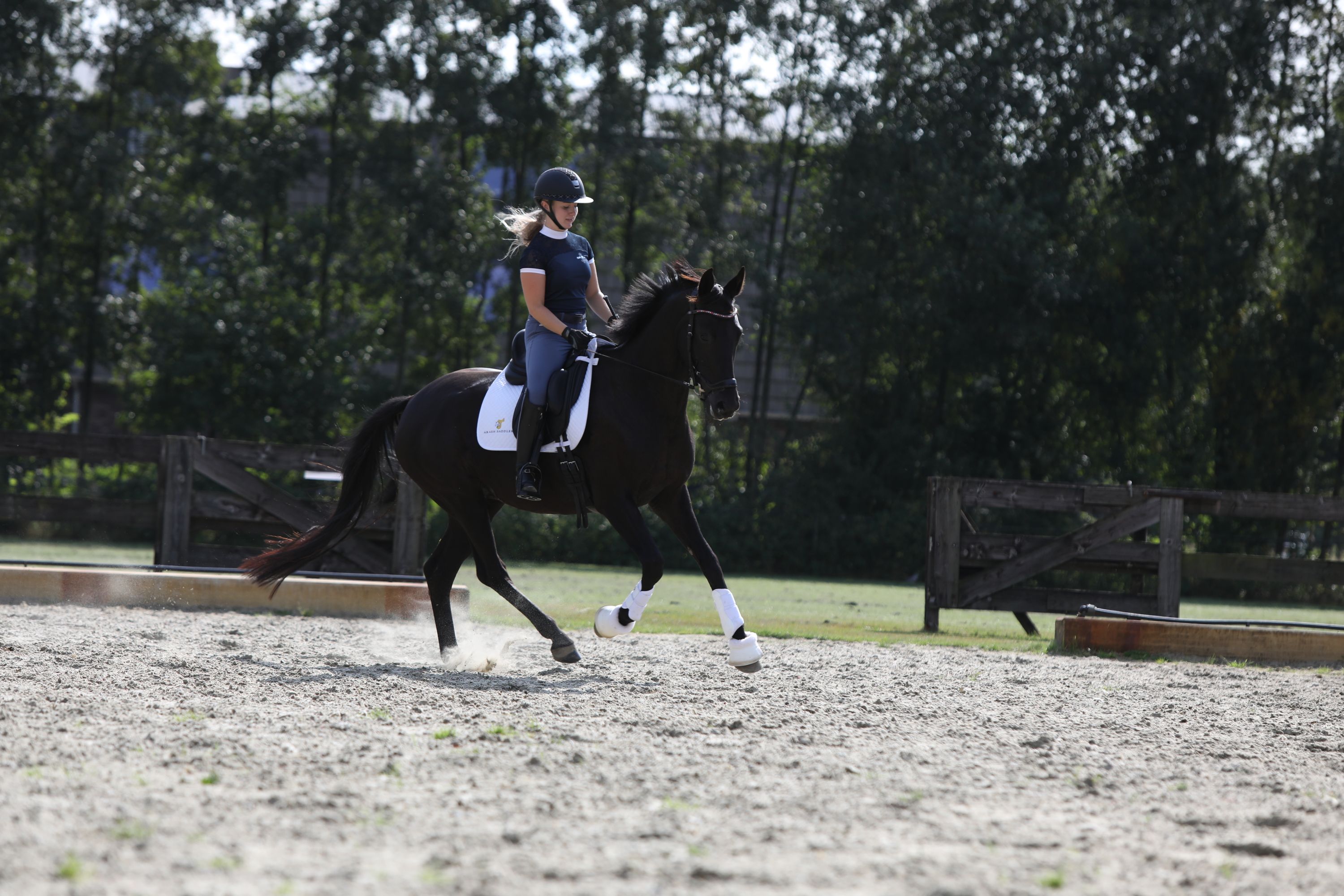kwpn dressuurpaard merrie 12 岁 zwart 出售 - 照片 6