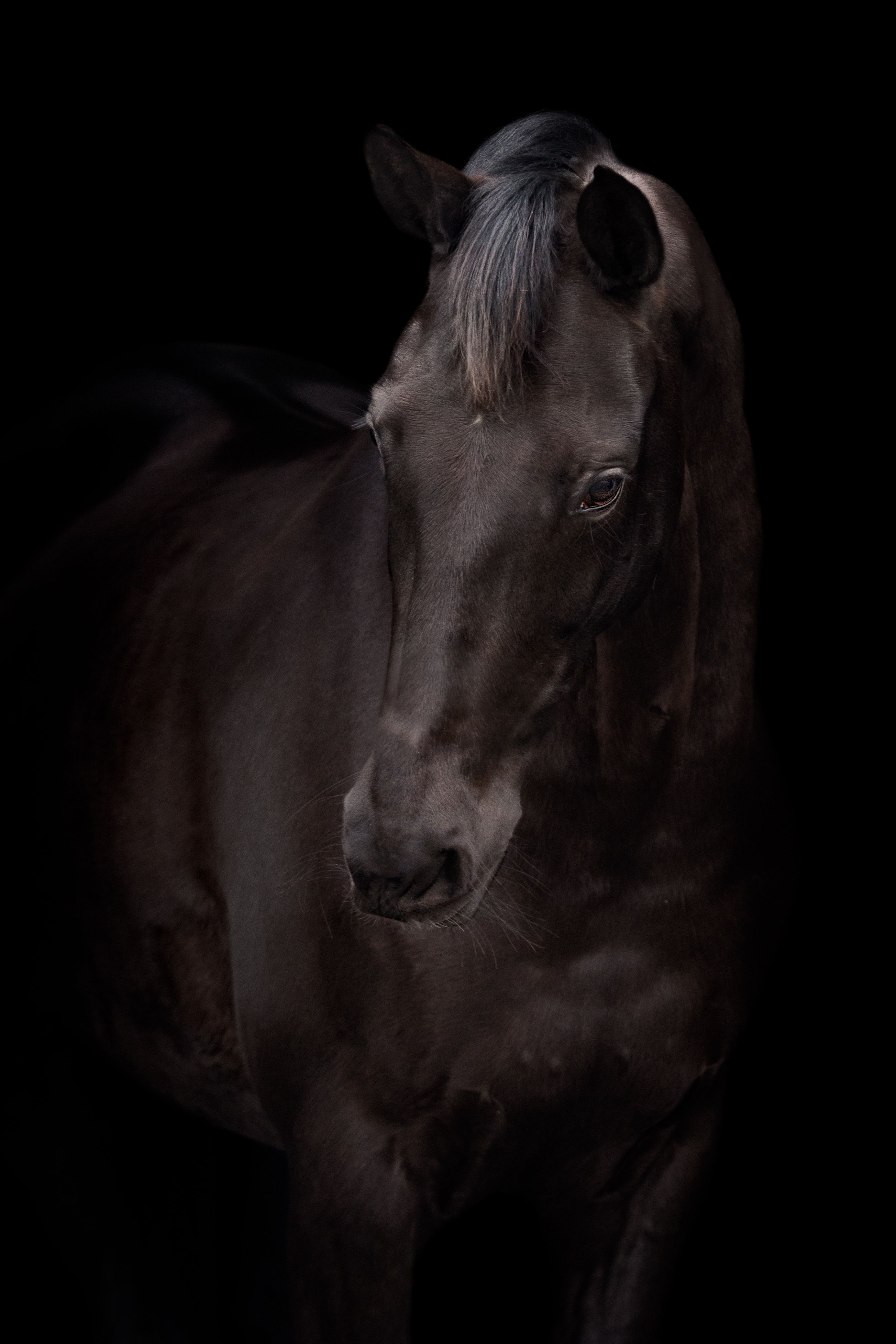 kwpn dressuurpaard merrie 12 岁 zwart 出售 - 照片 3