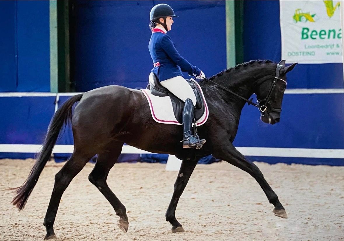 kwpn dressuurpaard merrie 12 岁 zwart 出售 - 照片 2