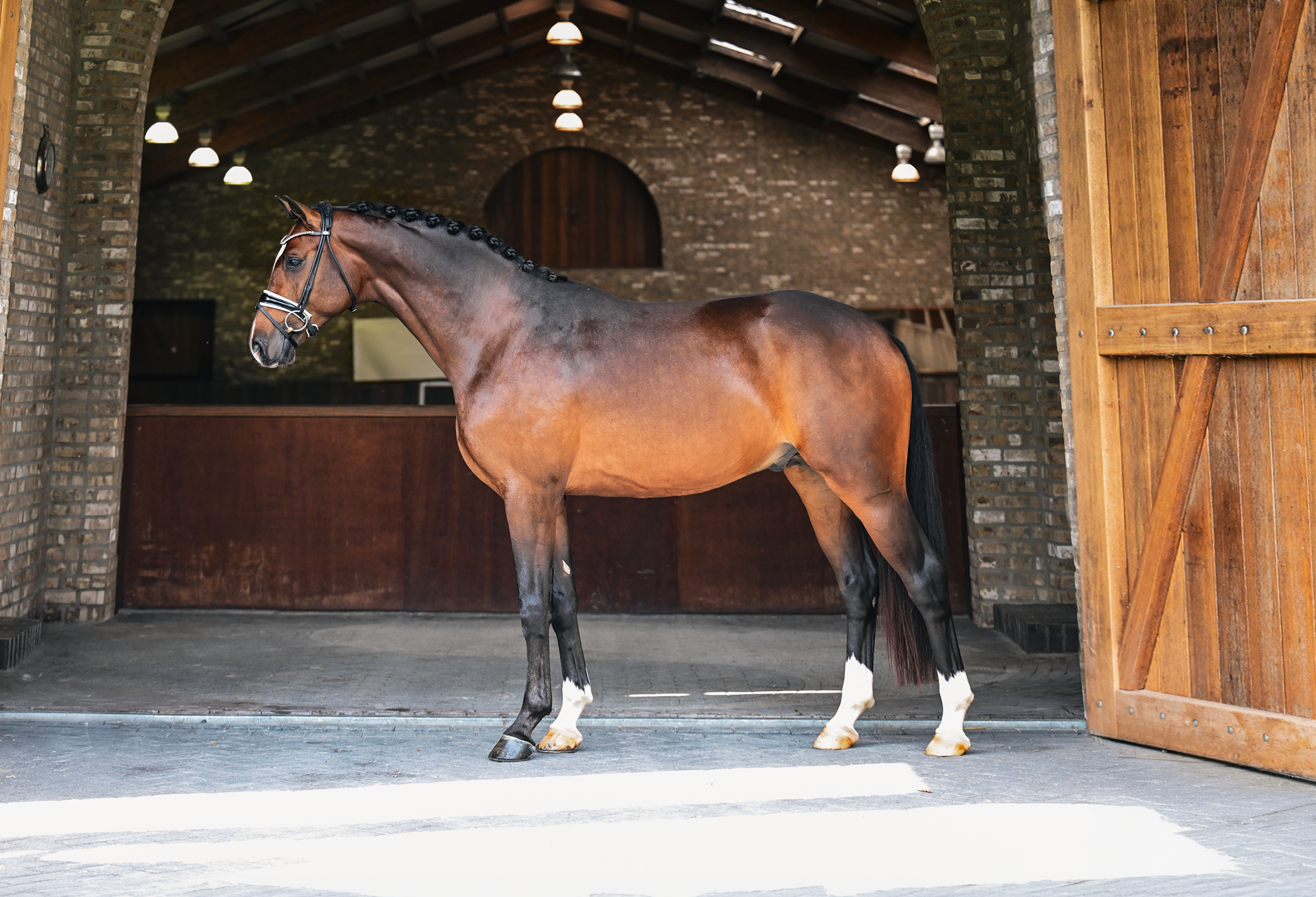 kwpn dressuurpaard hengst 3 años bruin en venta - Foto 2