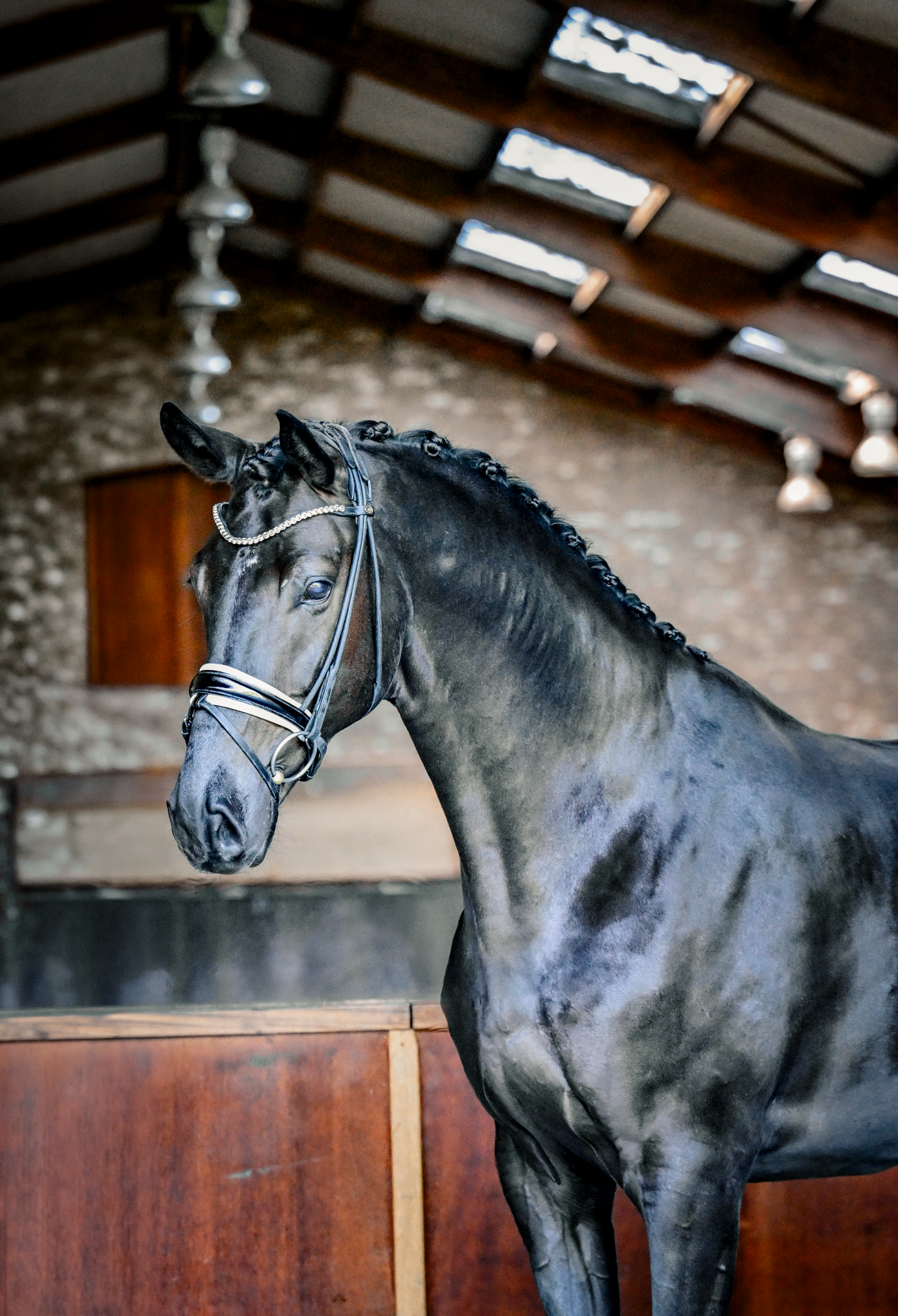 Caballo capón de 4 años de gran calidad con un carácter de oro