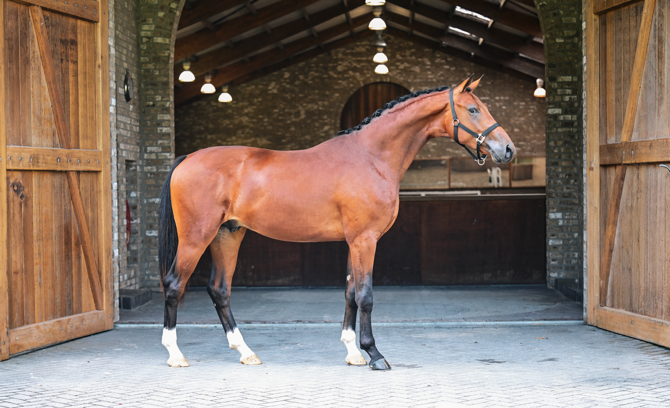 kwpn dressuurpaard hengst 2 años bruin en venta - Foto 2
