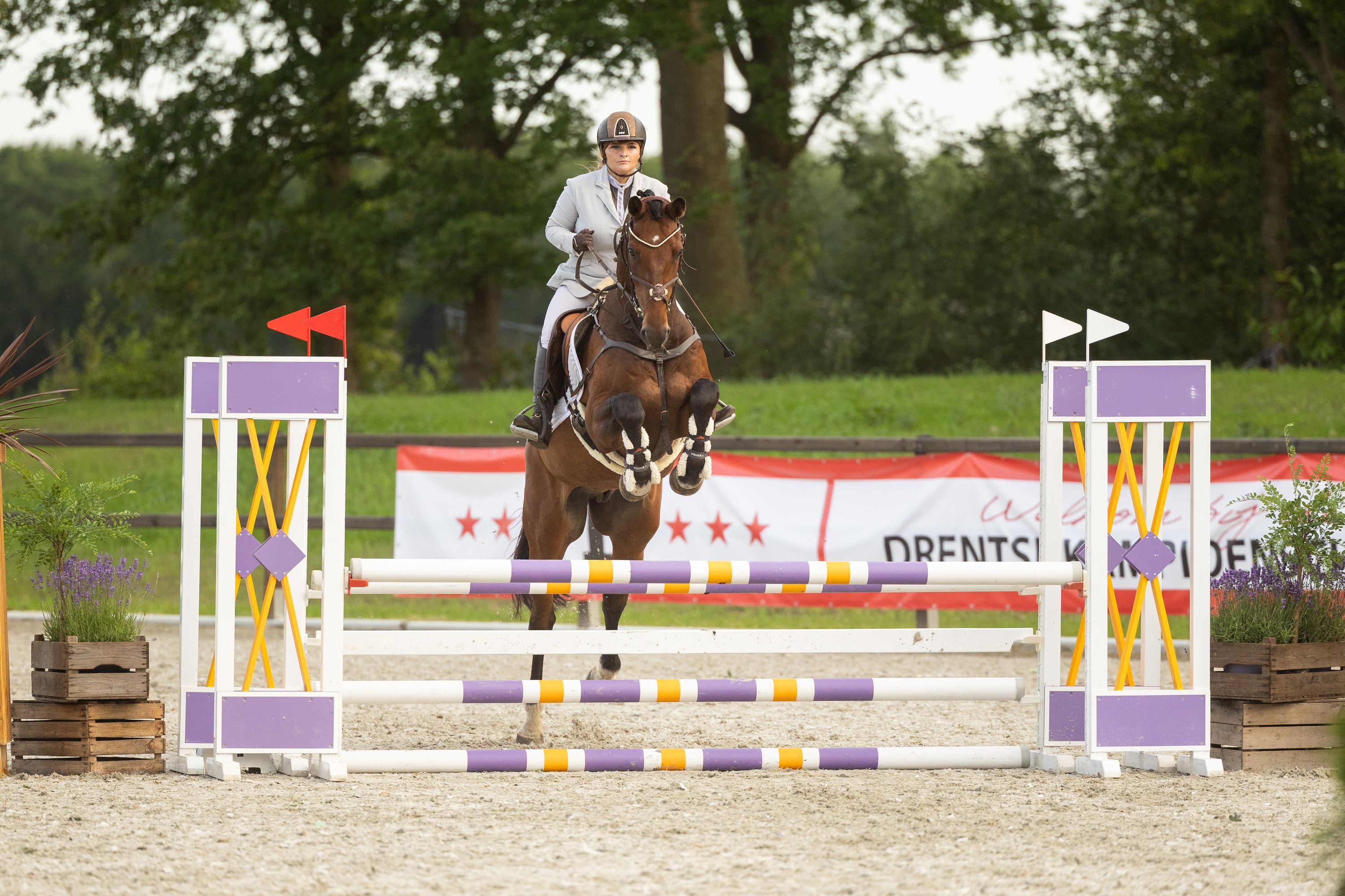westfalen eventingpaard ruin 16 سنوات bruin للبيع - صورة 3