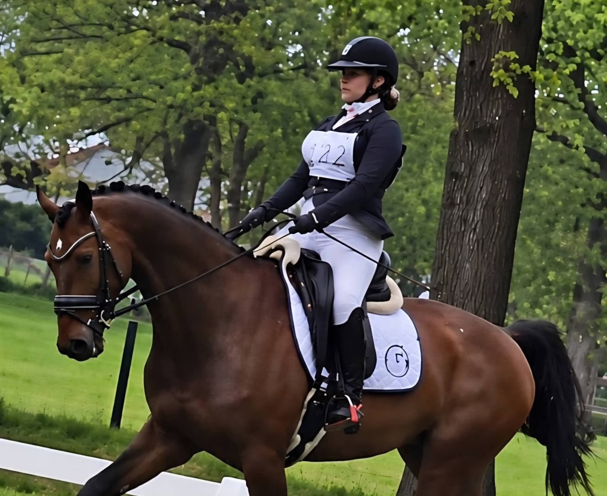 westfalen eventingpaard ruin 16 سنوات bruin للبيع - صورة 5